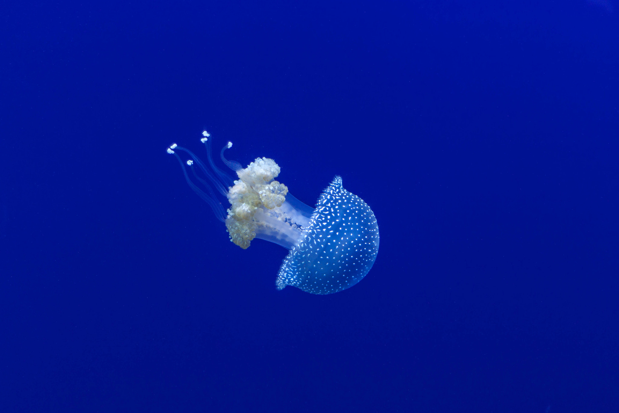 Canon EOS 450D (EOS Rebel XSi / EOS Kiss X2) + Canon EF 50mm F1.8 II sample photo. Jellyfish at georgia aquarium photography