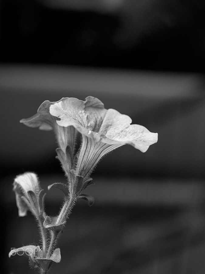 Pentax smc D-FA 50mm F2.8 Macro sample photo. Flor-bn photography