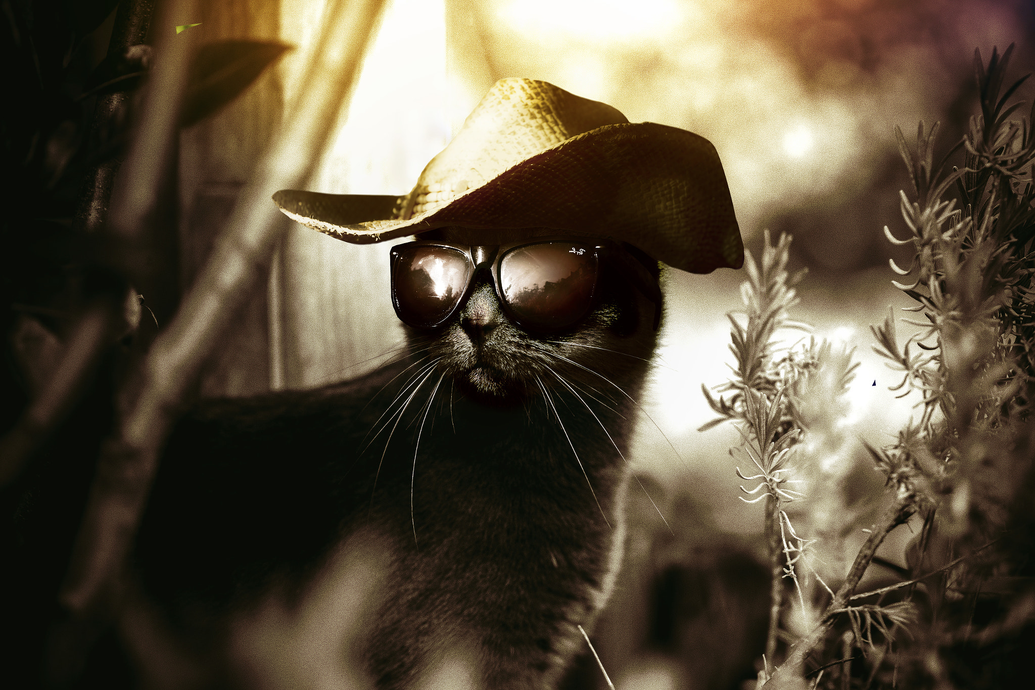 Canon EF 100mm F2.0 USM sample photo. Cool cat photography