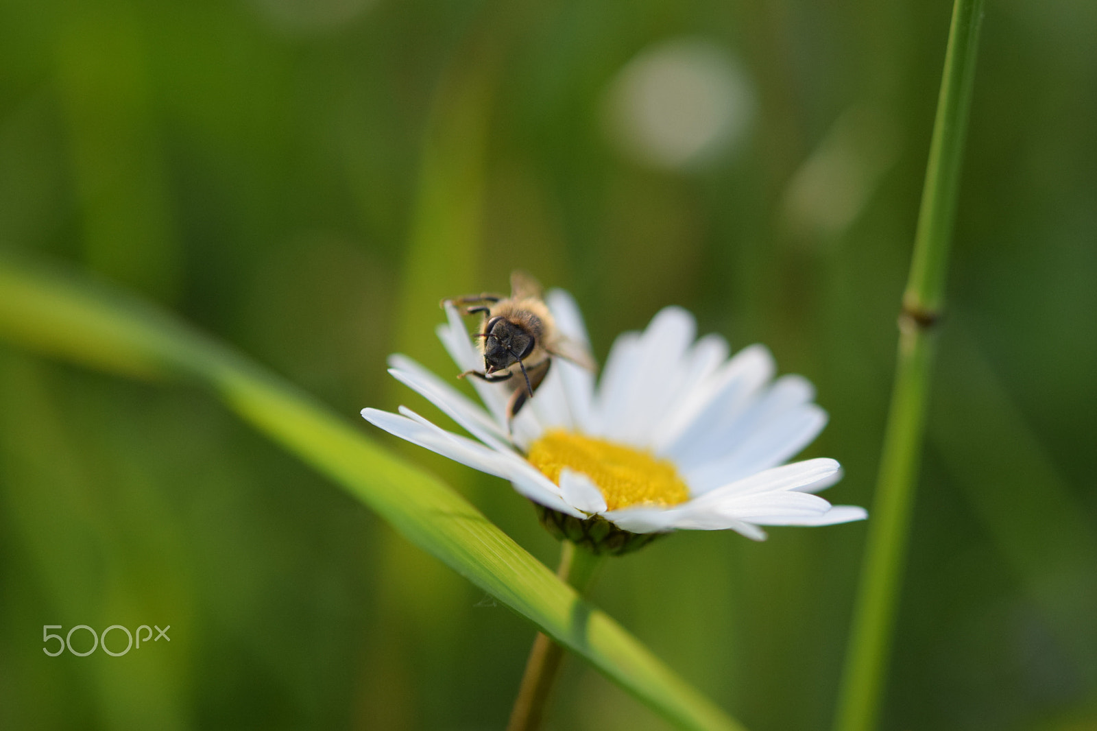 Nikon AF-S Micro-Nikkor 60mm F2.8G ED sample photo. Bee photography