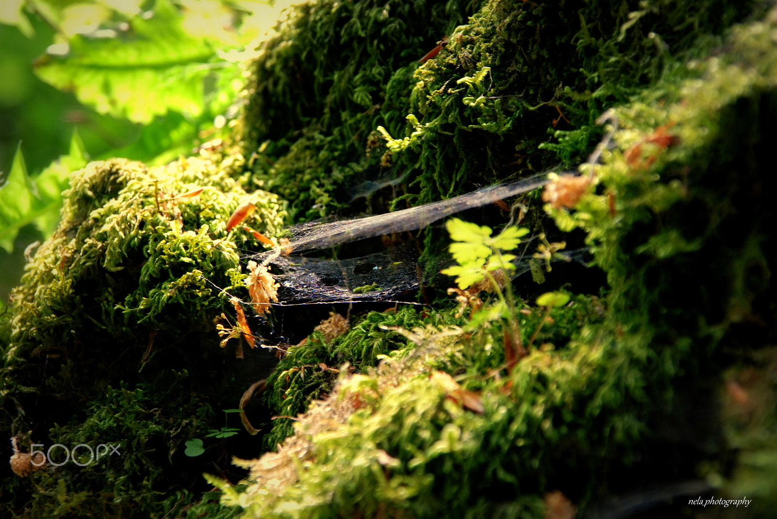 Nikon D80 + Sigma 18-200mm F3.5-6.3 DC sample photo. In the forest... photography