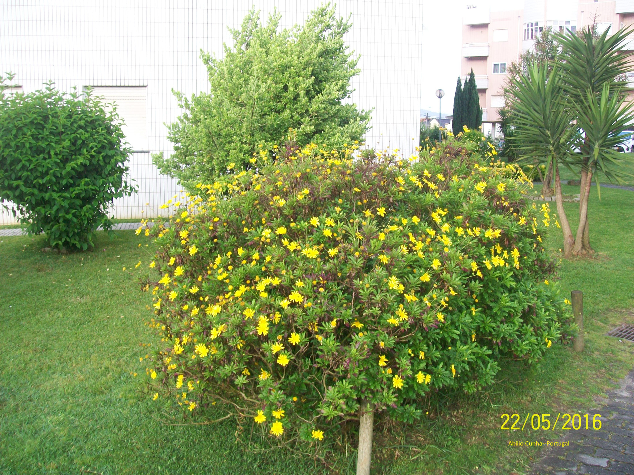 Kodak EasyShare C913 sample photo. O jardim douro litoral portugal photography