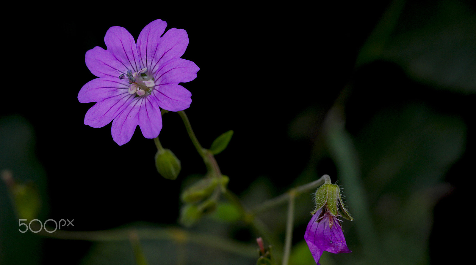 Canon EF 100mm F2.8 Macro USM sample photo. Life taken life given photography