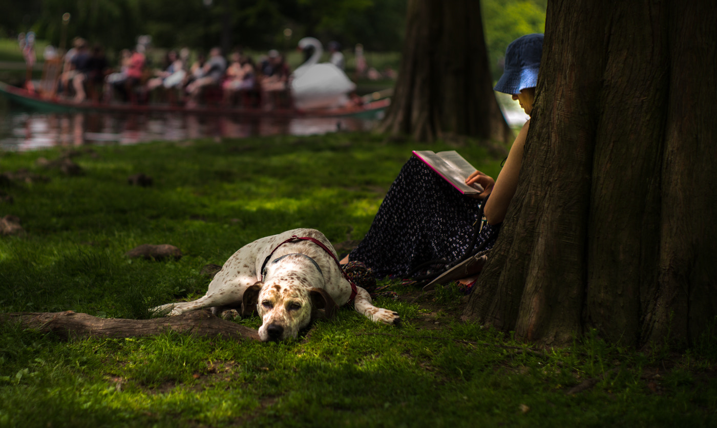 Summilux-M 1:1.4/50 sample photo. Dog days in boston common photography