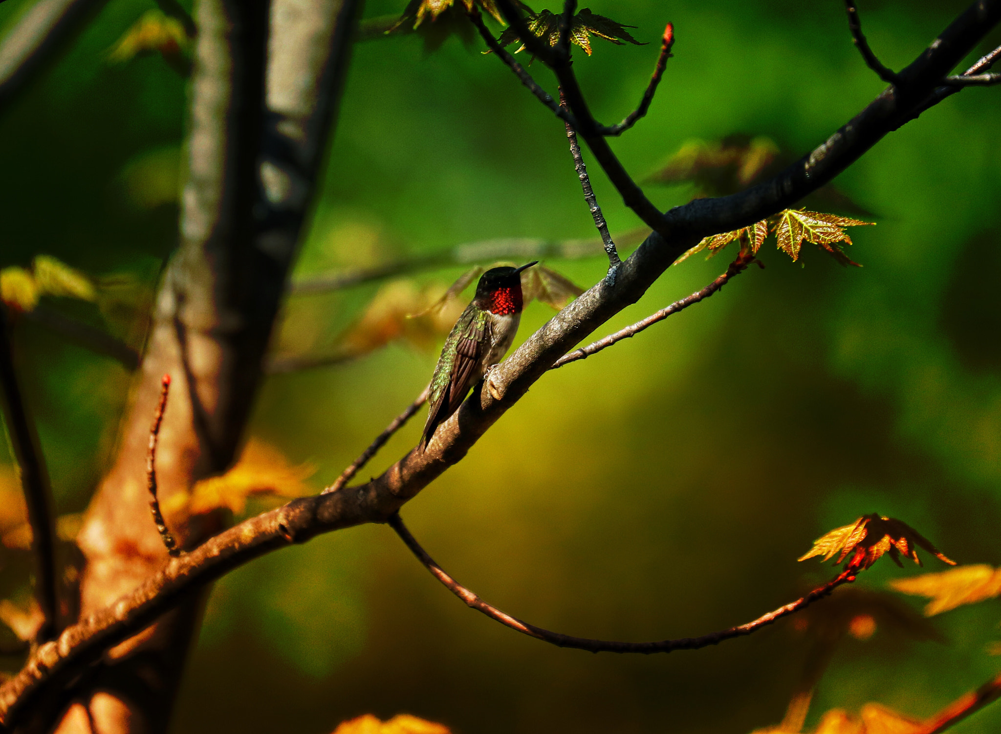 Canon EF 70-300mm F4-5.6L IS USM sample photo. A still humming bird photography