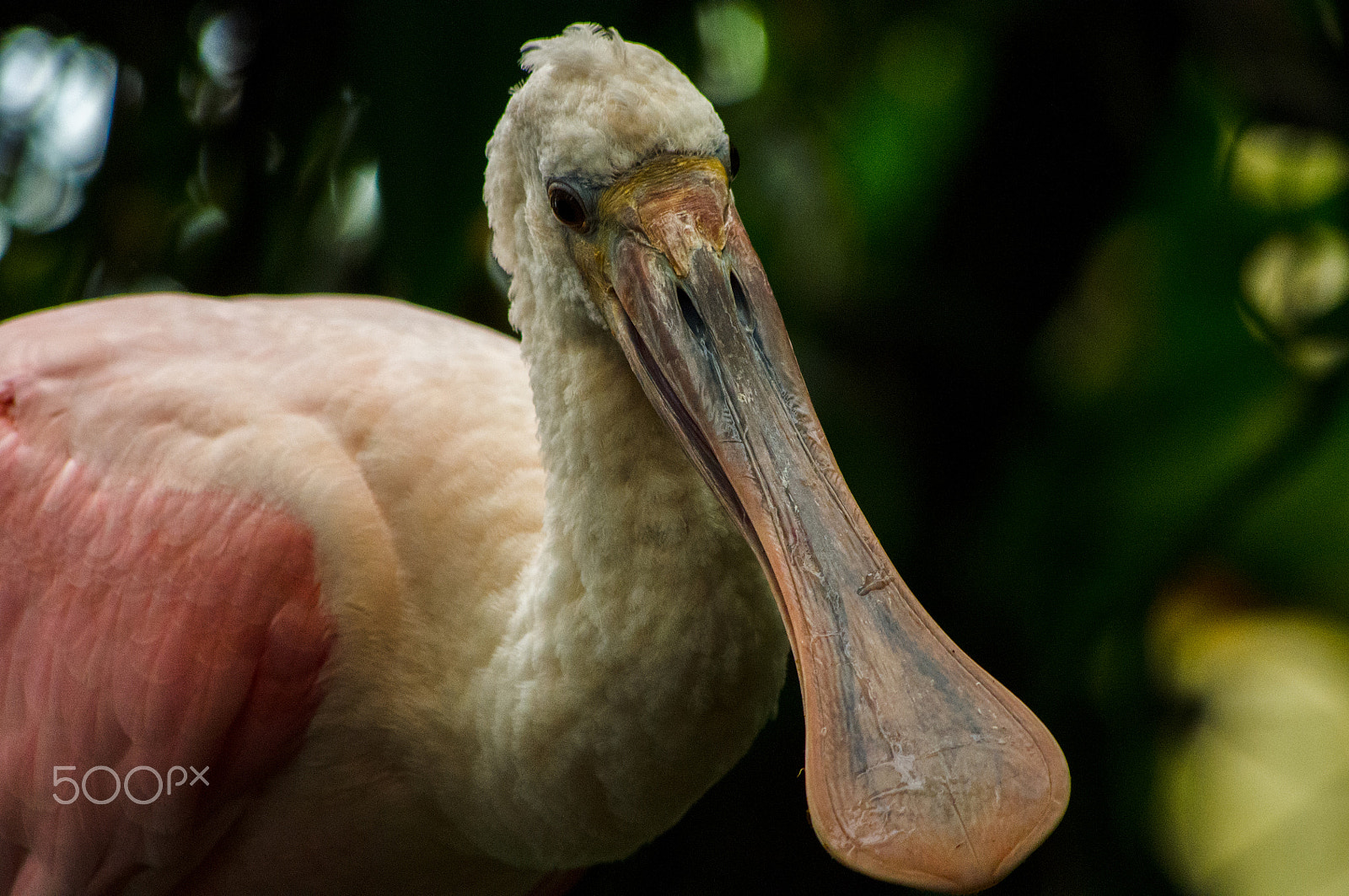 smc PENTAX-DA L 55-300mm F4-5.8 ED sample photo. Spoonbill photography