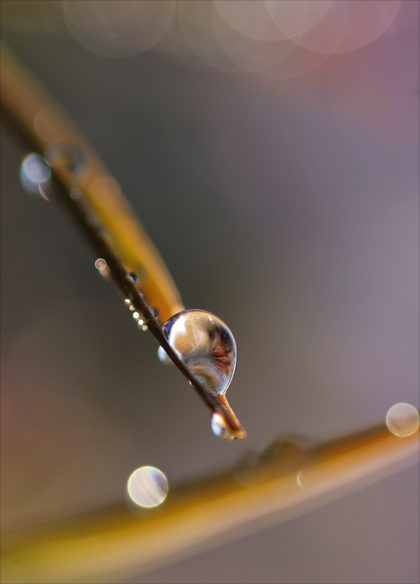 Nikon D80 + Sigma 105mm F2.8 EX DG Macro sample photo. \ a-symmetry / photography