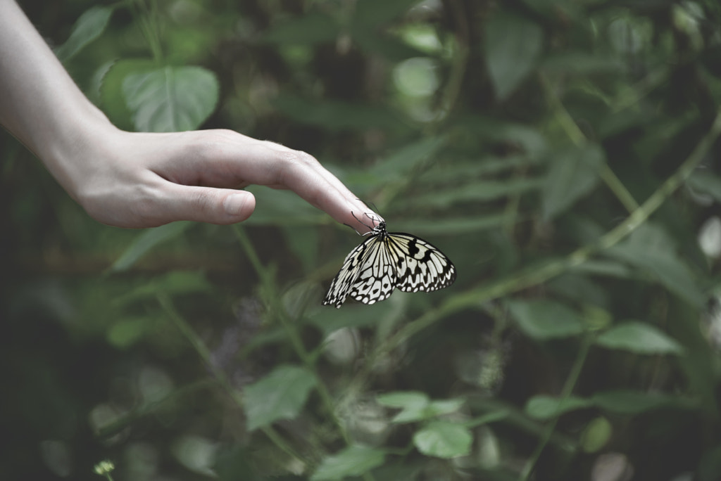 butterfly by Erdem Summak on 500px.com