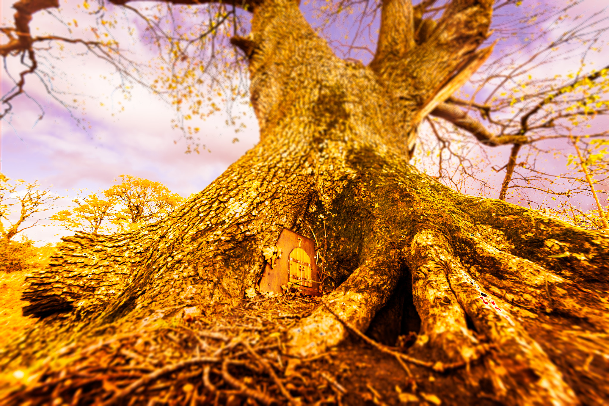 Sigma 8-16mm F4.5-5.6 DC HSM sample photo. Fairy houses in abbottswood  photography