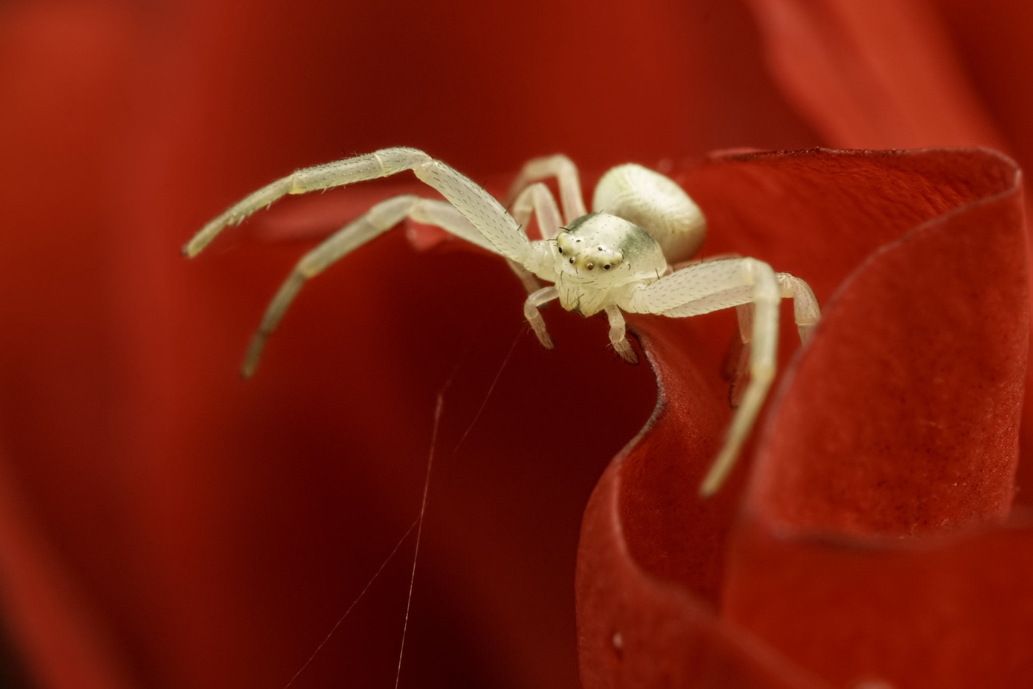 Canon MP-E 65mm F2.5 1-5x Macro Photo sample photo. Rose assassin photography