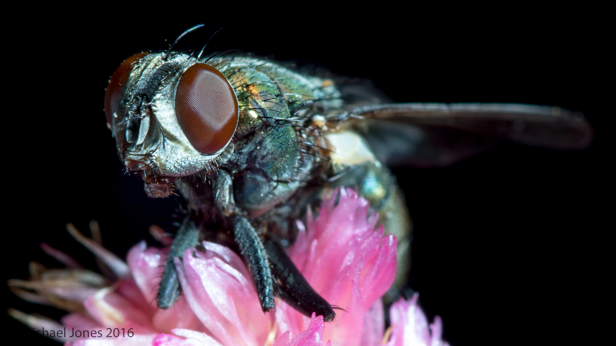 Canon EOS 7D Mark II + Tamron SP AF 90mm F2.8 Di Macro sample photo. House fly photography