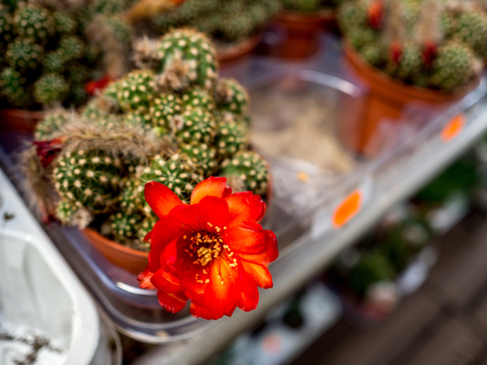 Olympus OM-D E-M10 + Olympus M.Zuiko Digital 17mm F2.8 Pancake sample photo. Cactus en fleur photography