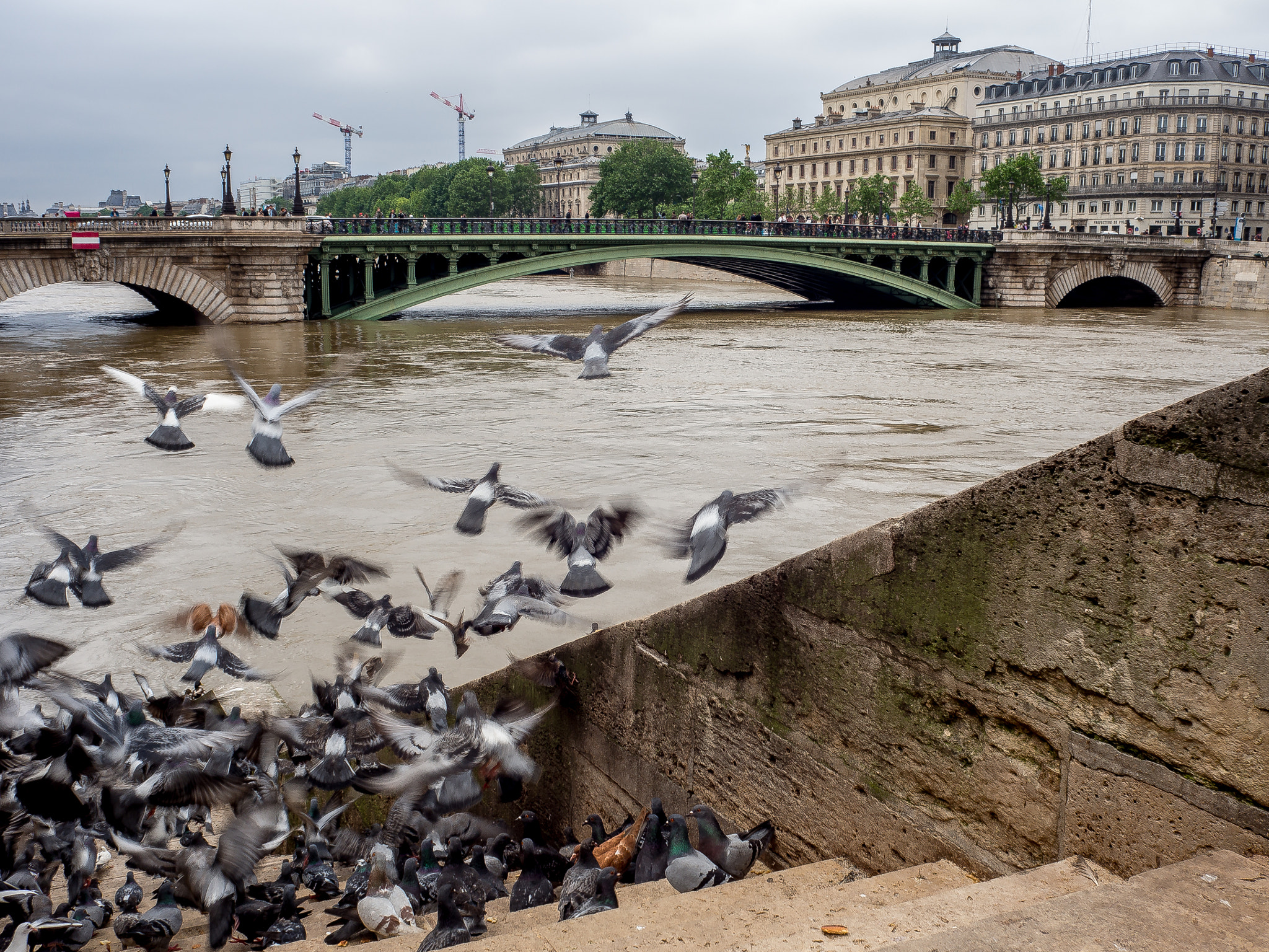 Olympus OM-D E-M10 + Olympus M.Zuiko Digital 17mm F2.8 Pancake sample photo. Pigeon vole ! photography