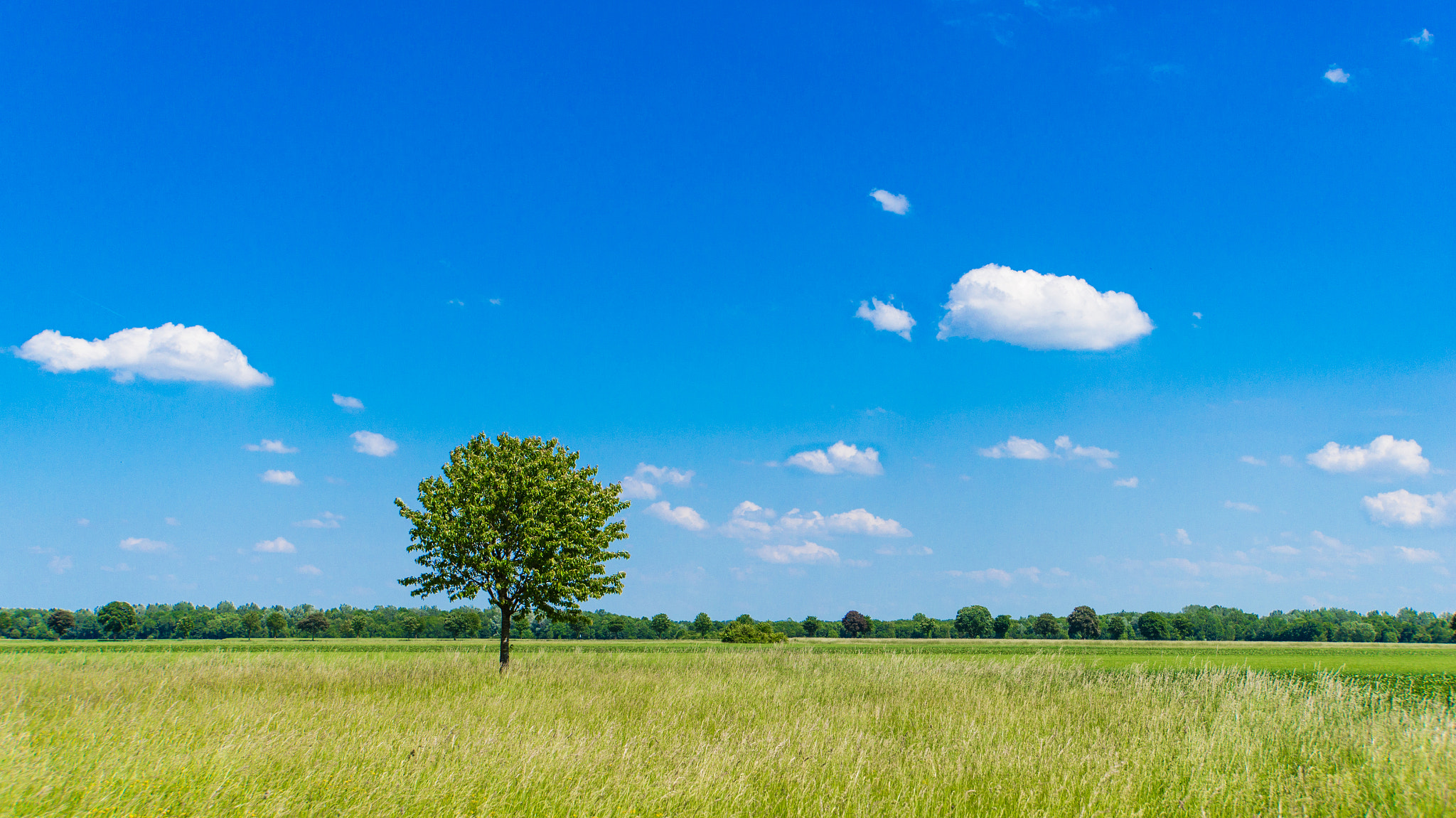 Sony Alpha NEX-3N + Sony E 18-200mm F3.5-6.3 OSS sample photo. Tree on the field photography