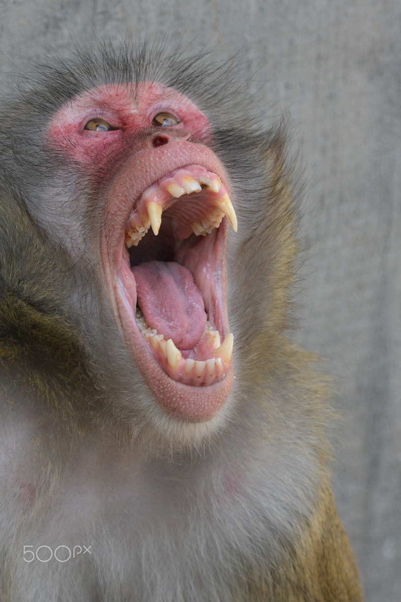 Nikon D800 + Nikon AF-S Nikkor 400mm F2.8G ED VR II sample photo. Japanmakak (macaca fuscata) photography