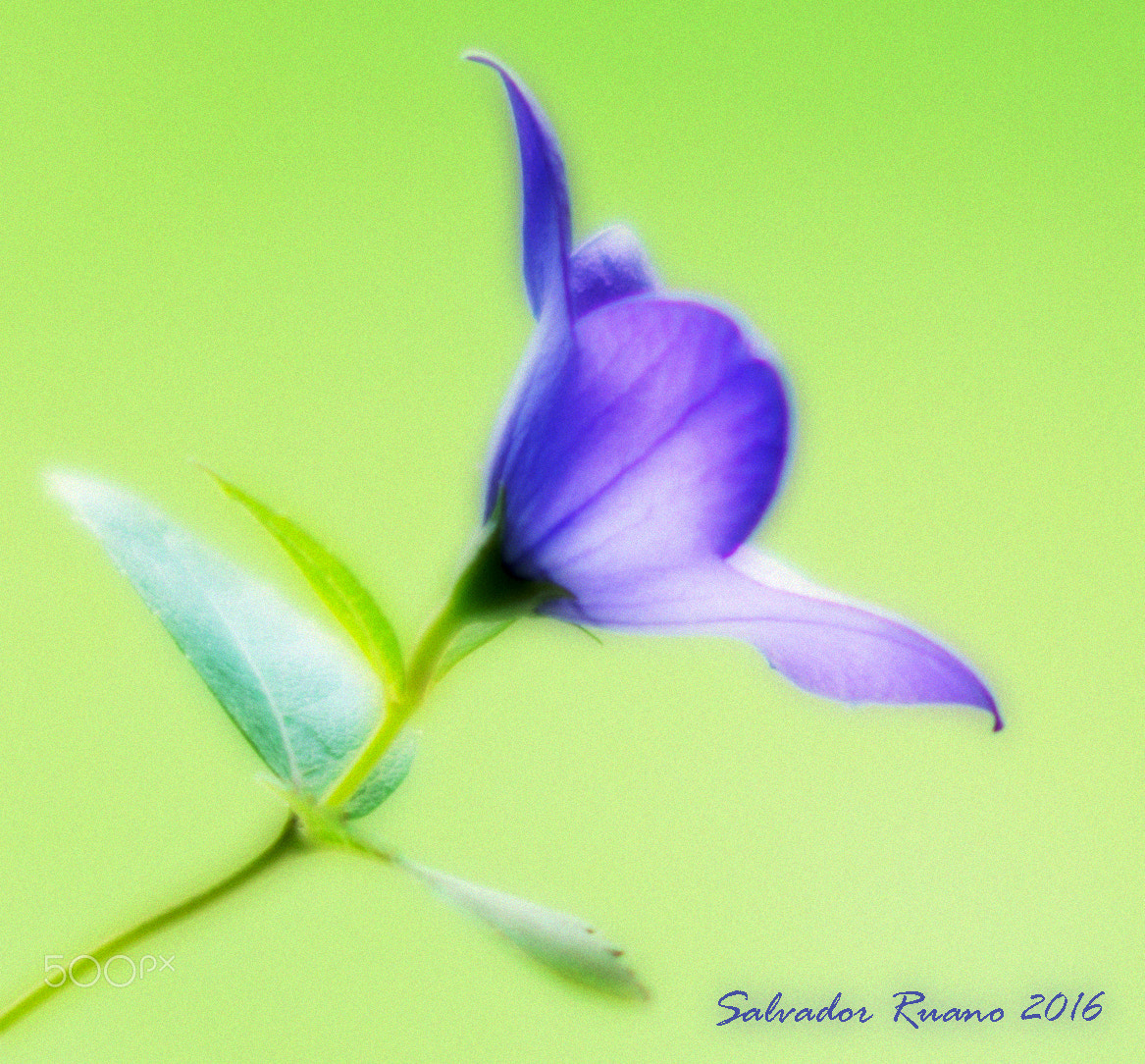 Nikon D800E + Sigma 85mm F1.4 EX DG HSM sample photo. Purple and green 1.4 photography