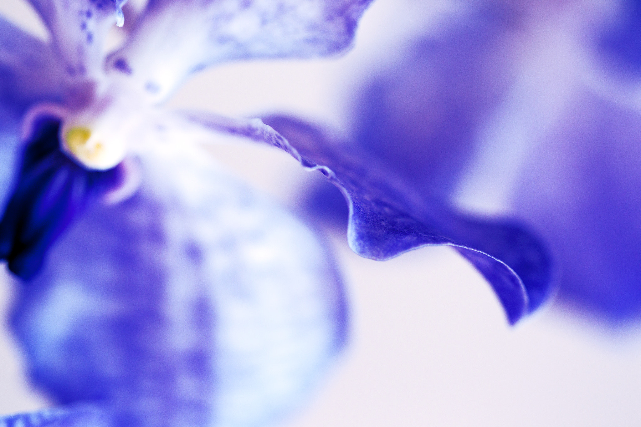 Canon EOS-1D Mark IV sample photo. Blue orchid photography
