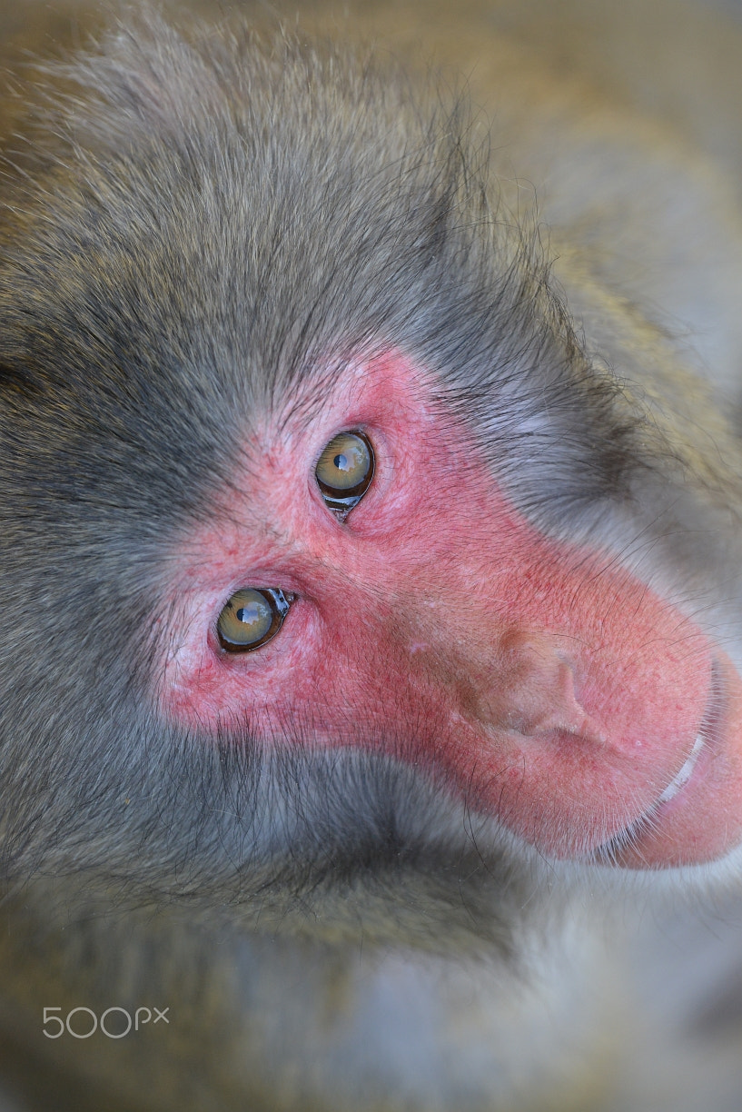 Nikon D800 + Nikon AF-S Nikkor 400mm F2.8G ED VR II sample photo. Japanmakak (macaca fuscata) photography