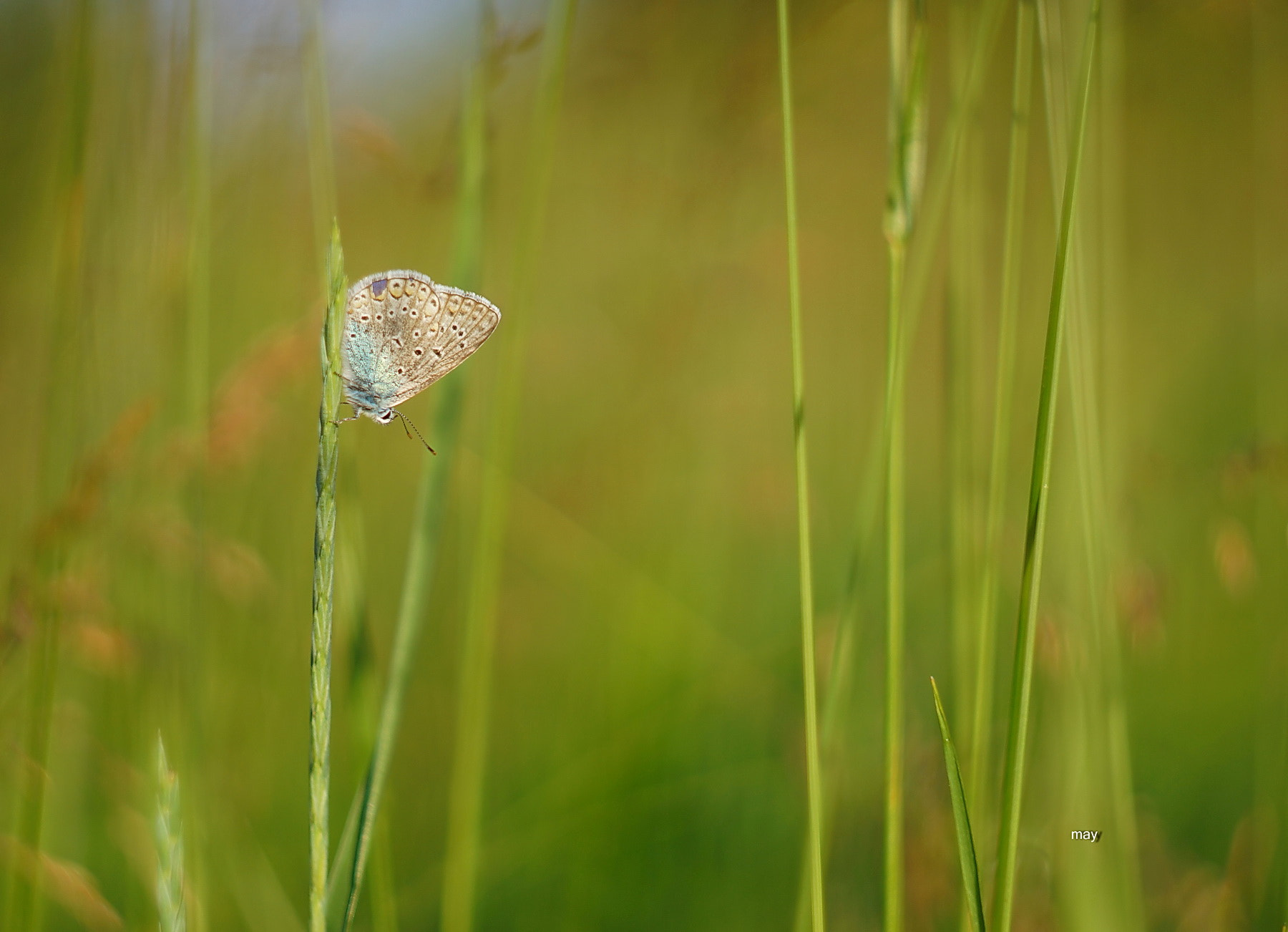 Sony SLT-A65 (SLT-A65V) + Minolta AF 50mm F1.7 sample photo. Summer sketches.. photography