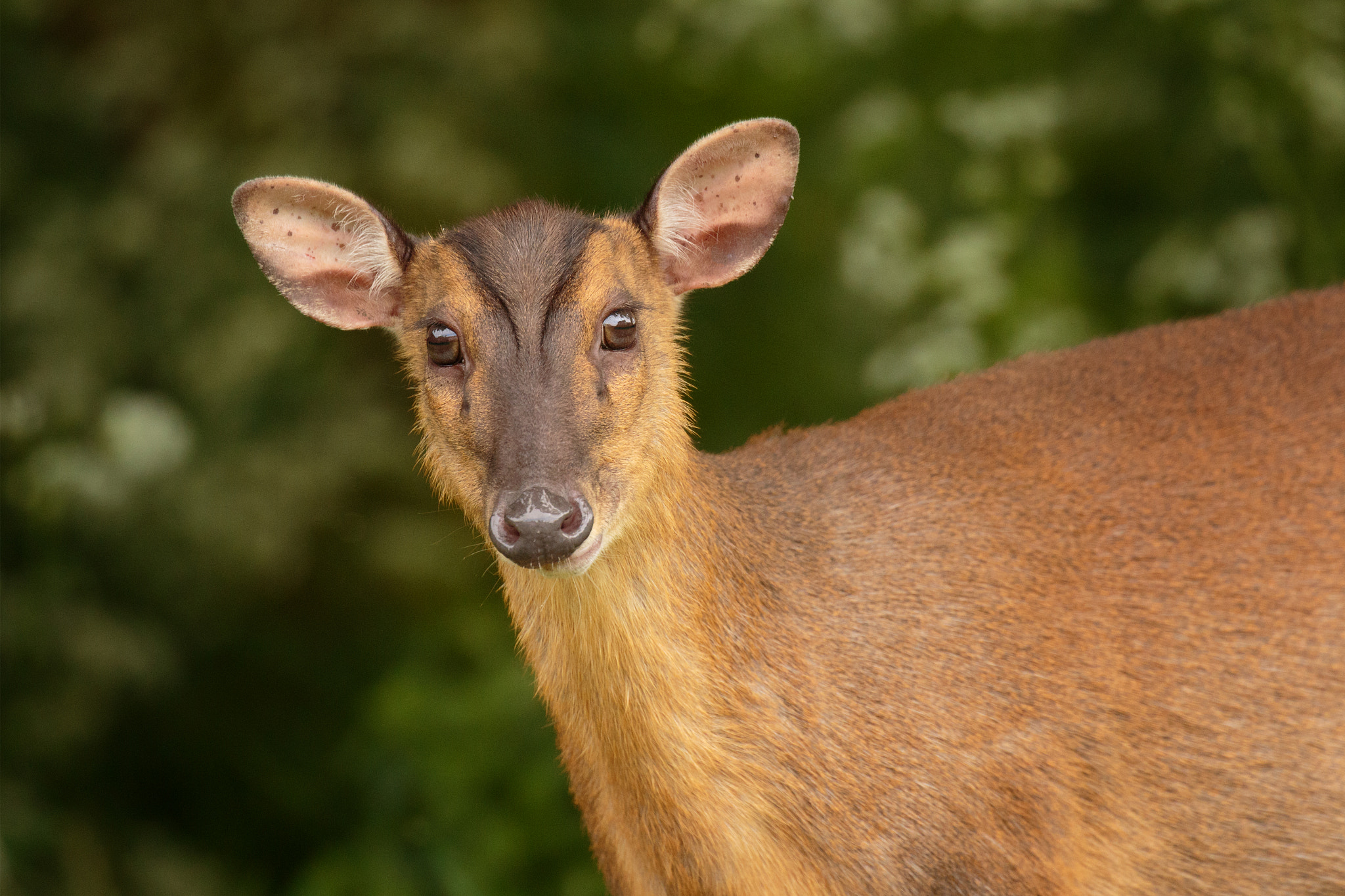 Canon EOS 7D Mark II + Canon EF 100-400mm F4.5-5.6L IS II USM sample photo. Muntjac portrait photography