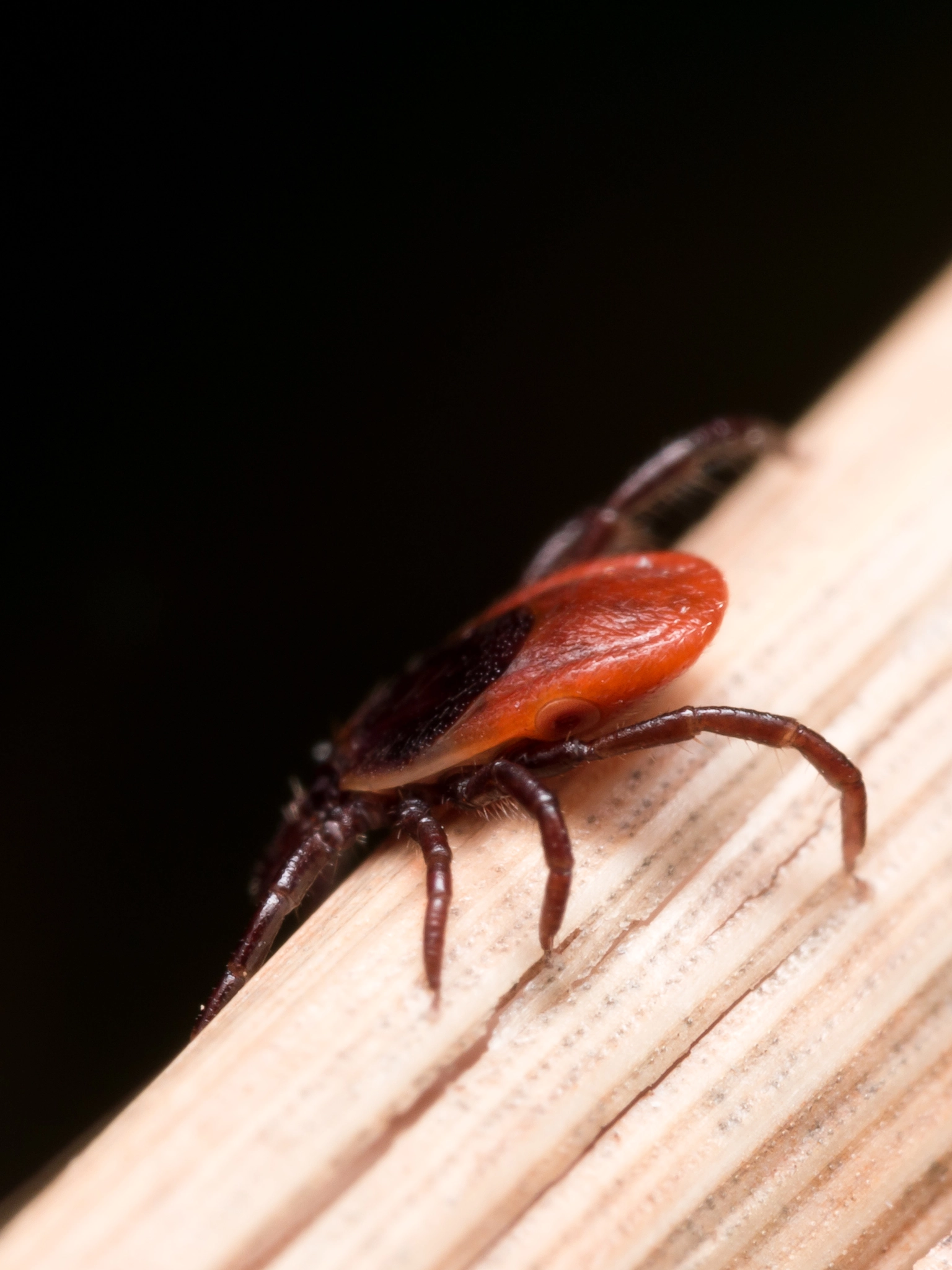 Olympus M.Zuiko Digital ED 60mm F2.8 Macro sample photo. Close up macro of deer tick crawling on straw photography