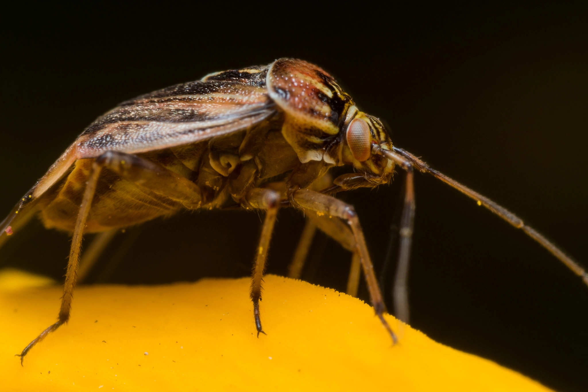 Olympus M.Zuiko Digital ED 60mm F2.8 Macro sample photo. Close up portrait of tarnished plant bug on yellow flower photography