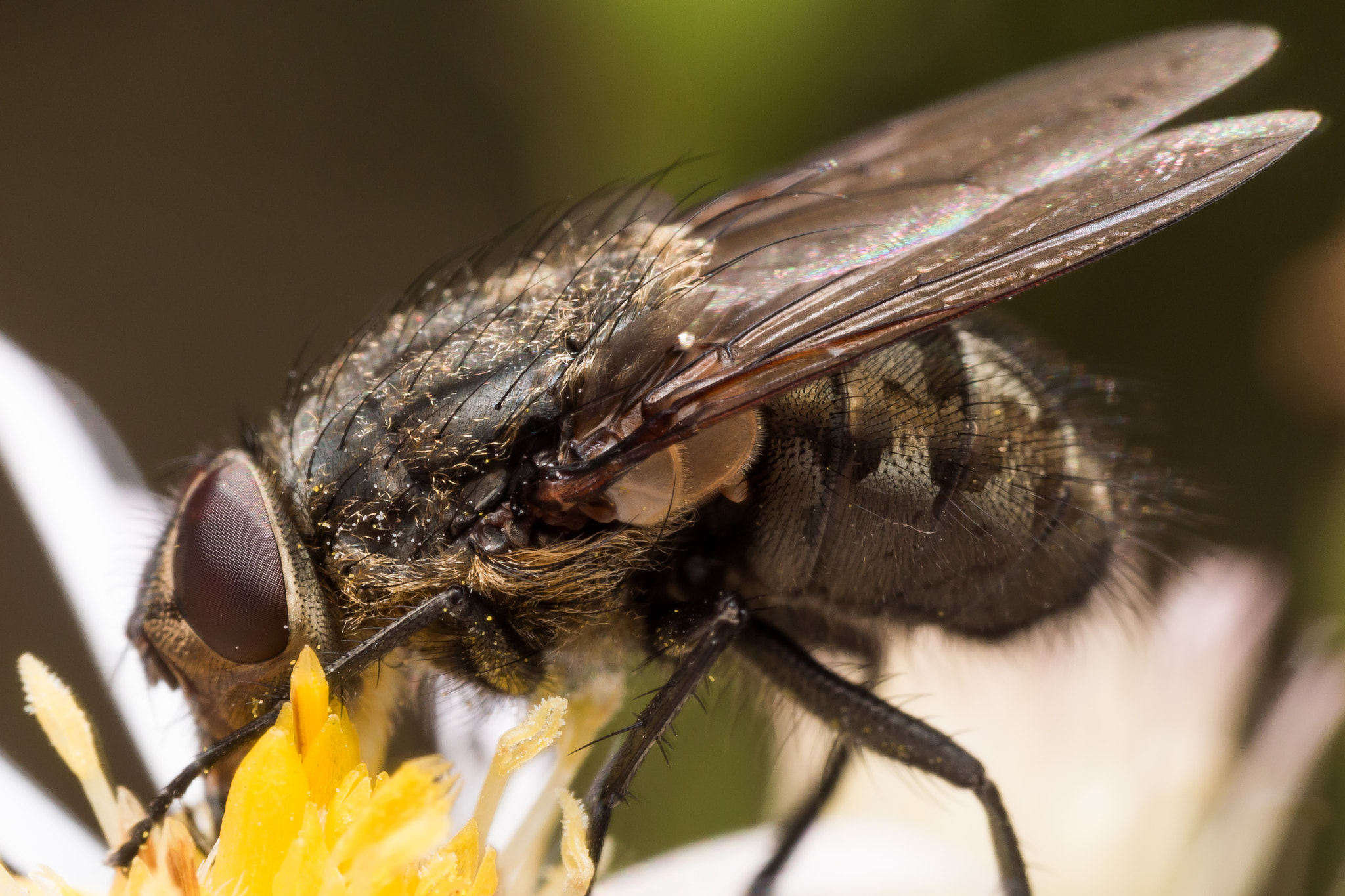 Olympus M.Zuiko Digital ED 60mm F2.8 Macro sample photo. Close up portrait of house fly extracting pollen from white aster flower photography