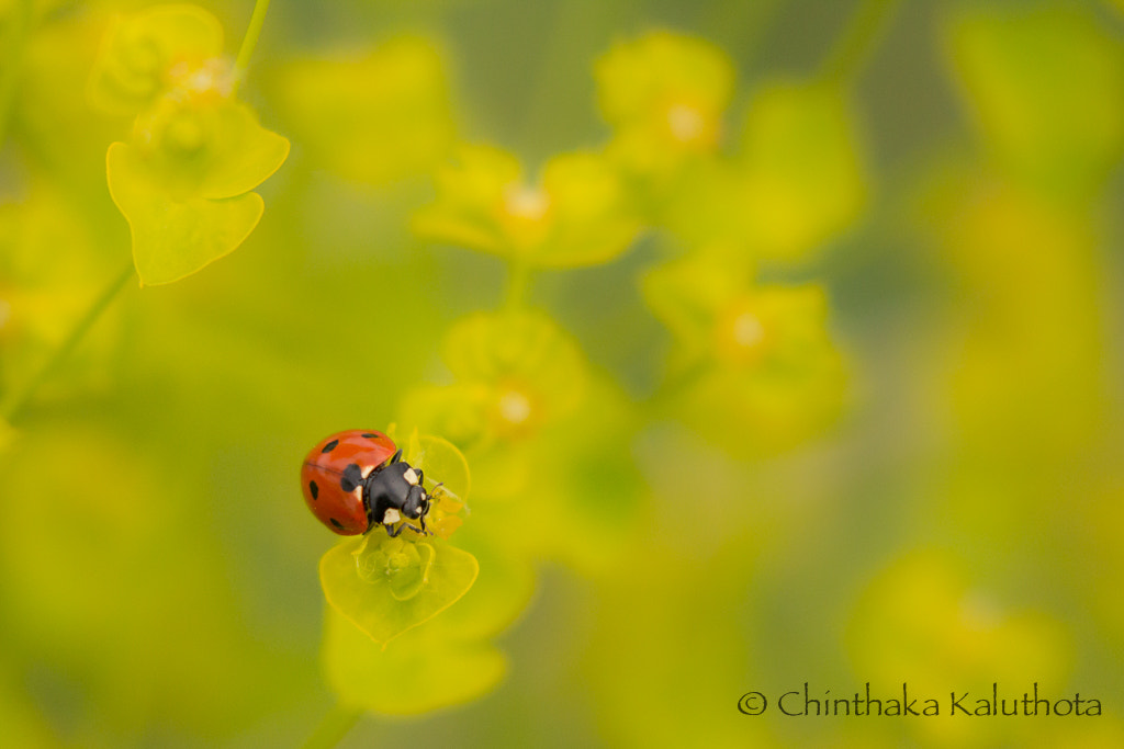 Canon EF 100-400mm F4.5-5.6L IS II USM sample photo. Bug life.... photography