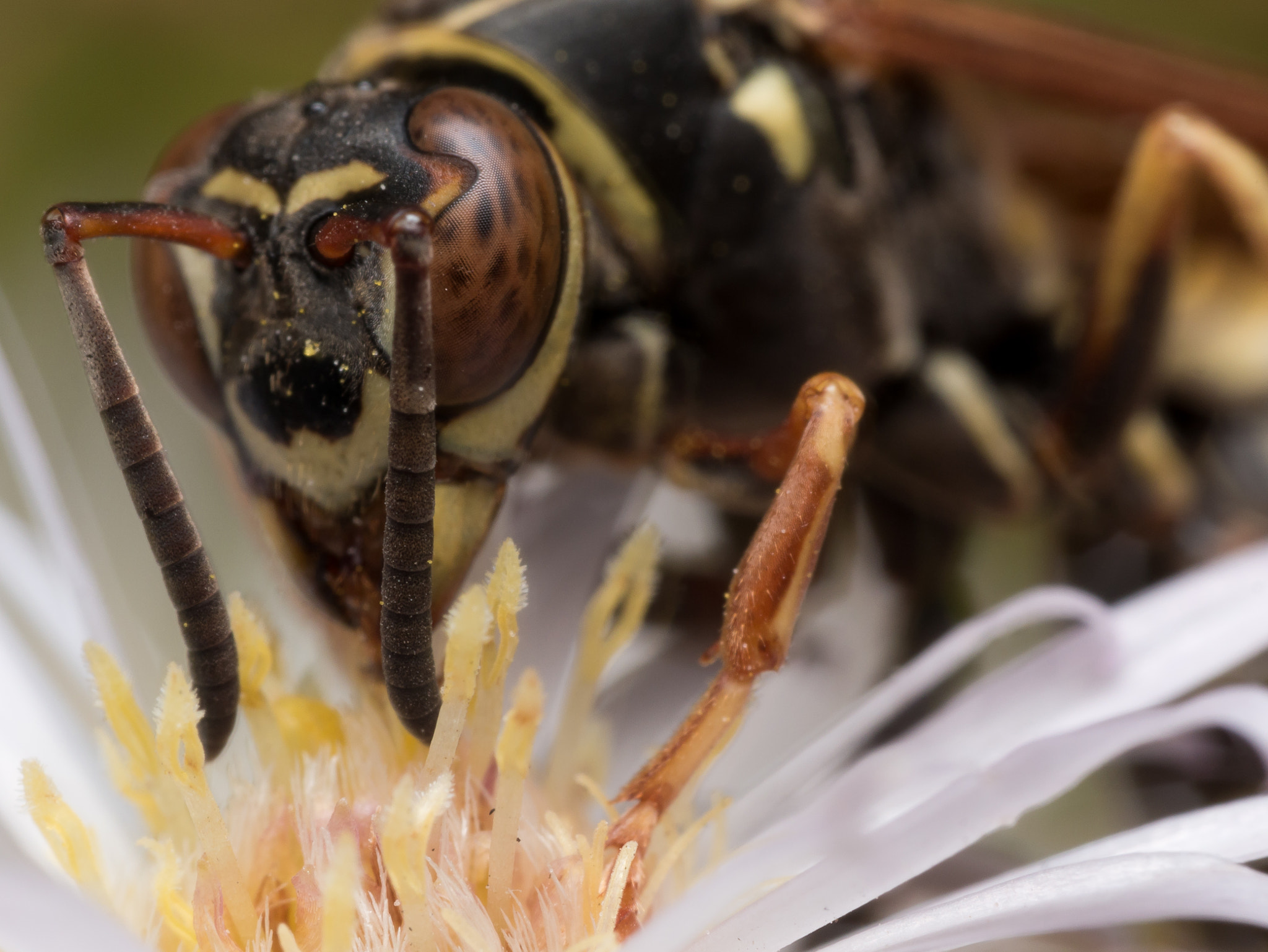 Olympus M.Zuiko Digital ED 60mm F2.8 Macro sample photo. Close up portrait of paper wasp with bright orange eyes photography