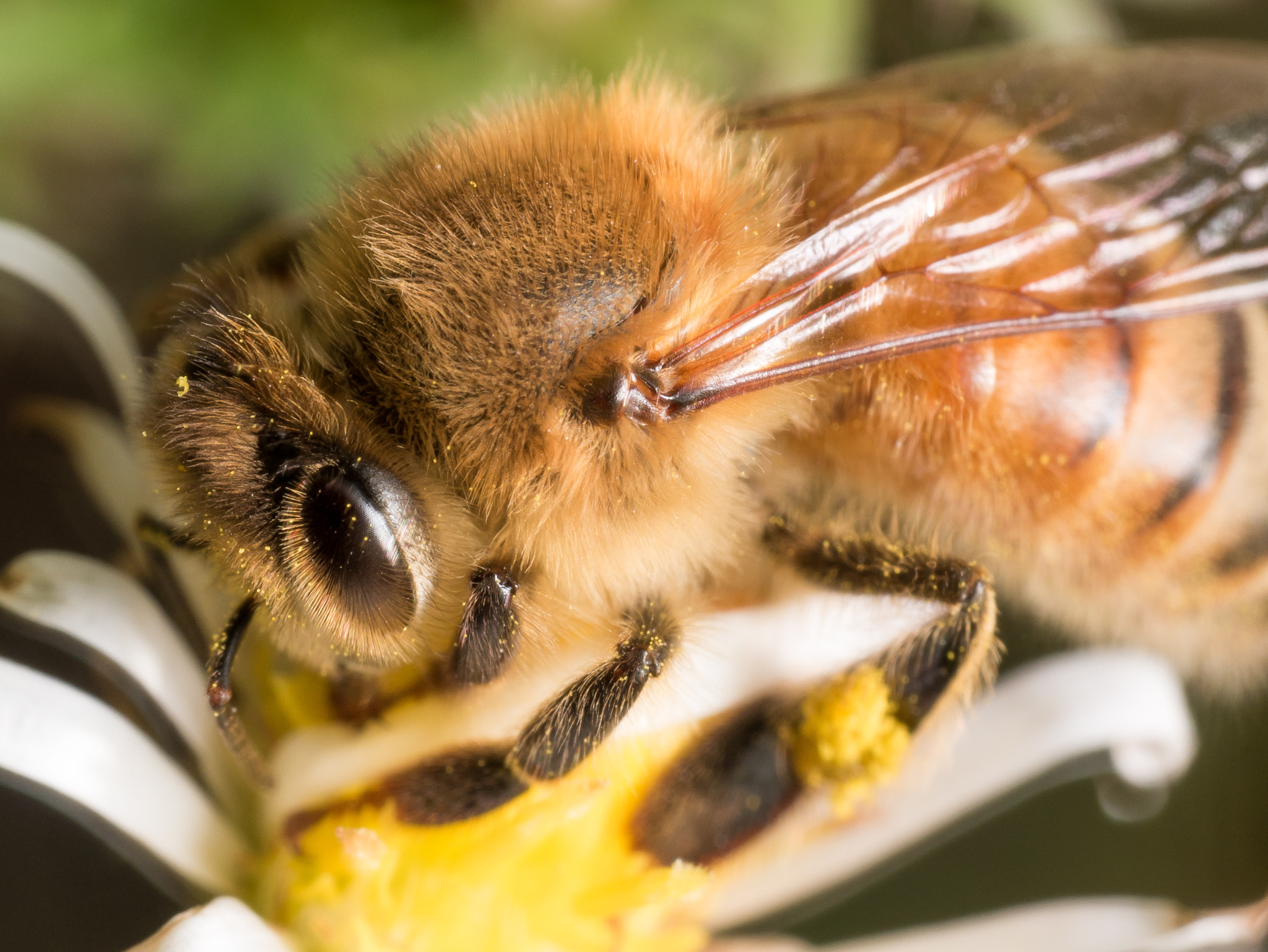 Panasonic Lumix DMC-GX7 + Olympus M.Zuiko Digital ED 60mm F2.8 Macro sample photo. Close up portrait of honey bee on white aster flower photography