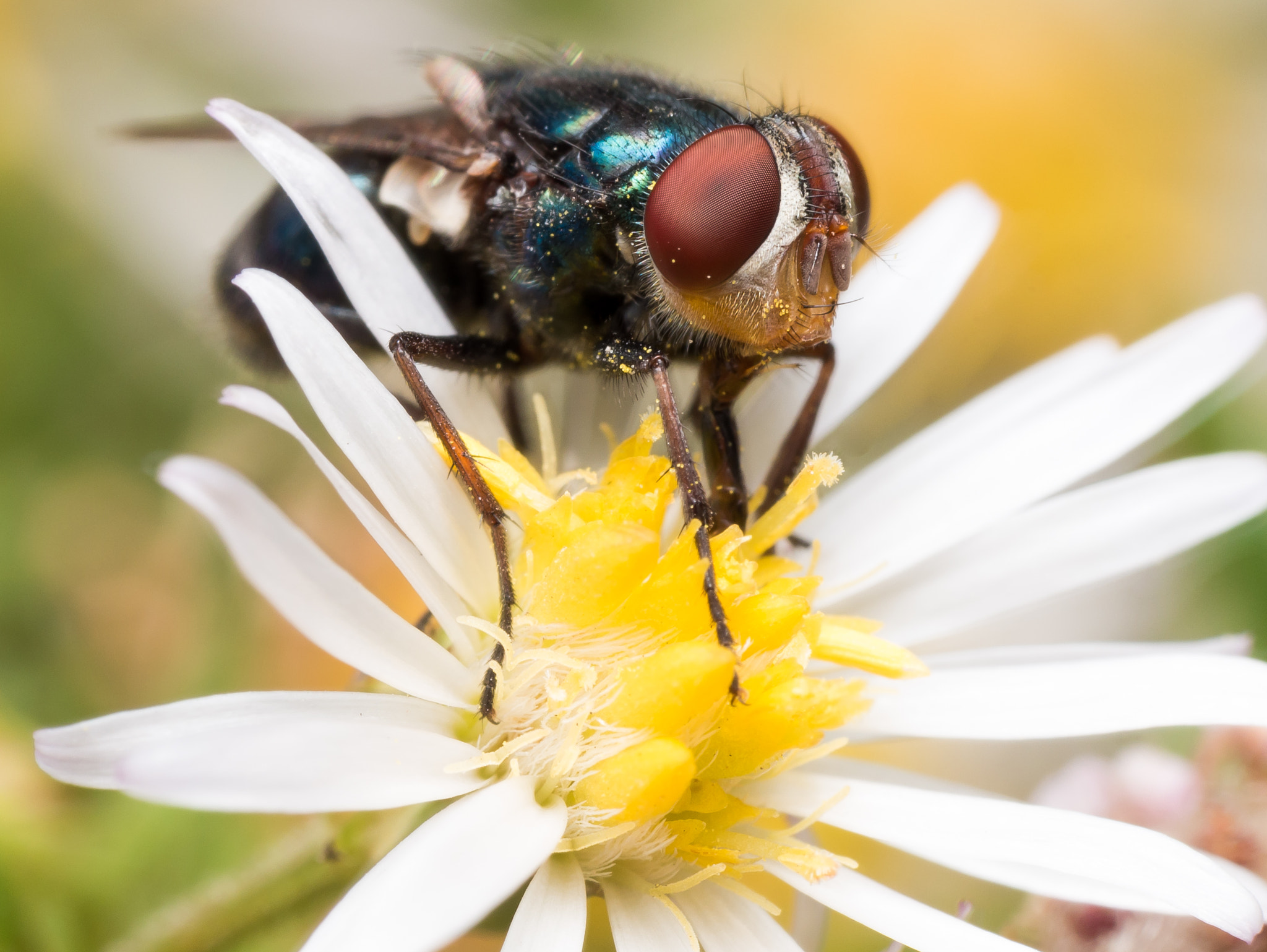 Olympus M.Zuiko Digital ED 60mm F2.8 Macro sample photo. Close up portrait of blue iridescent fly with bright red eyes on white aster flower photography