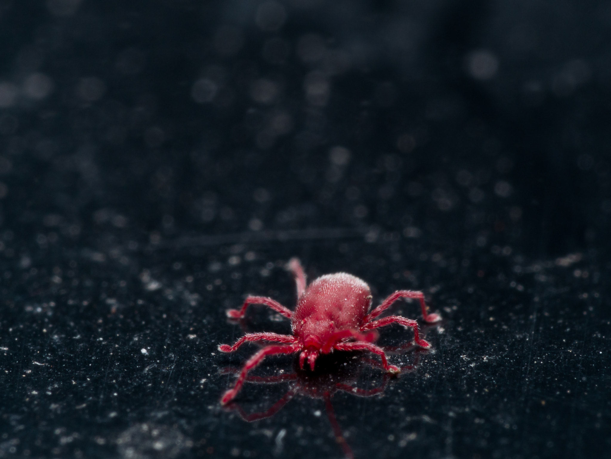 Olympus M.Zuiko Digital ED 60mm F2.8 Macro sample photo. Tiny red velvet mite on black surface photography