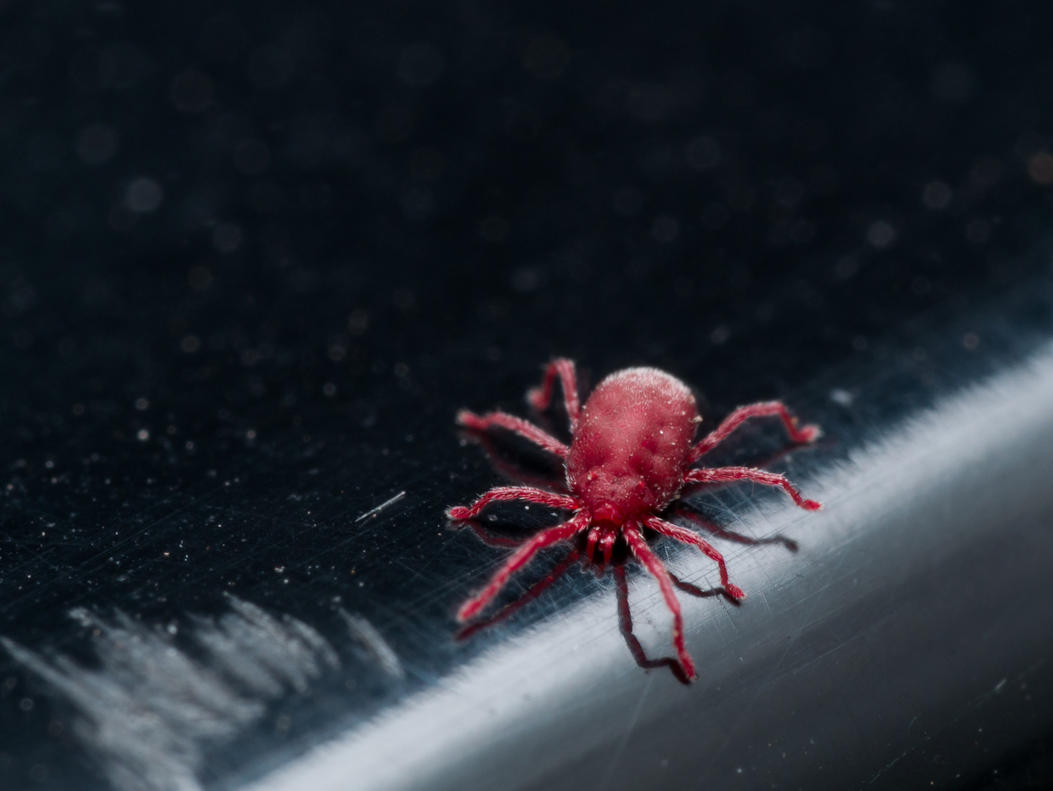Olympus M.Zuiko Digital ED 60mm F2.8 Macro sample photo. Tiny red velvet mite on black surface photography