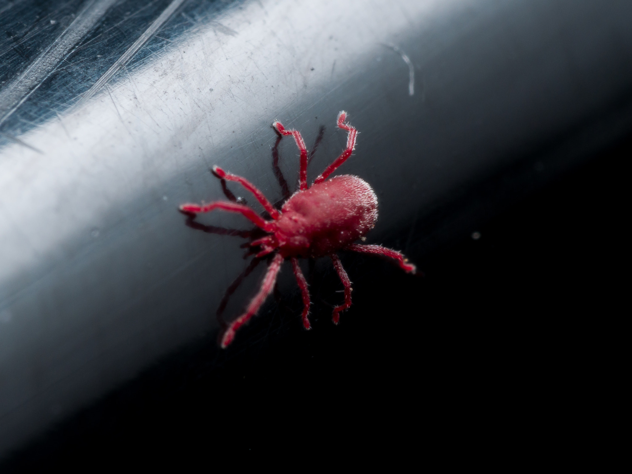 Olympus M.Zuiko Digital ED 60mm F2.8 Macro sample photo. Tiny red velvet mite on black surface photography