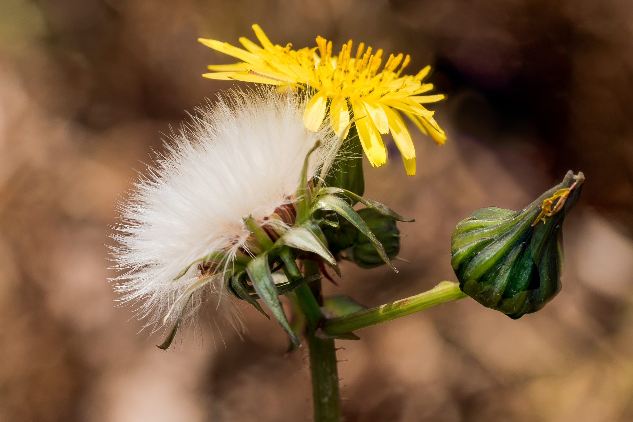 Olympus M.Zuiko Digital ED 60mm F2.8 Macro sample photo. Three stages of a dandelion all together photography