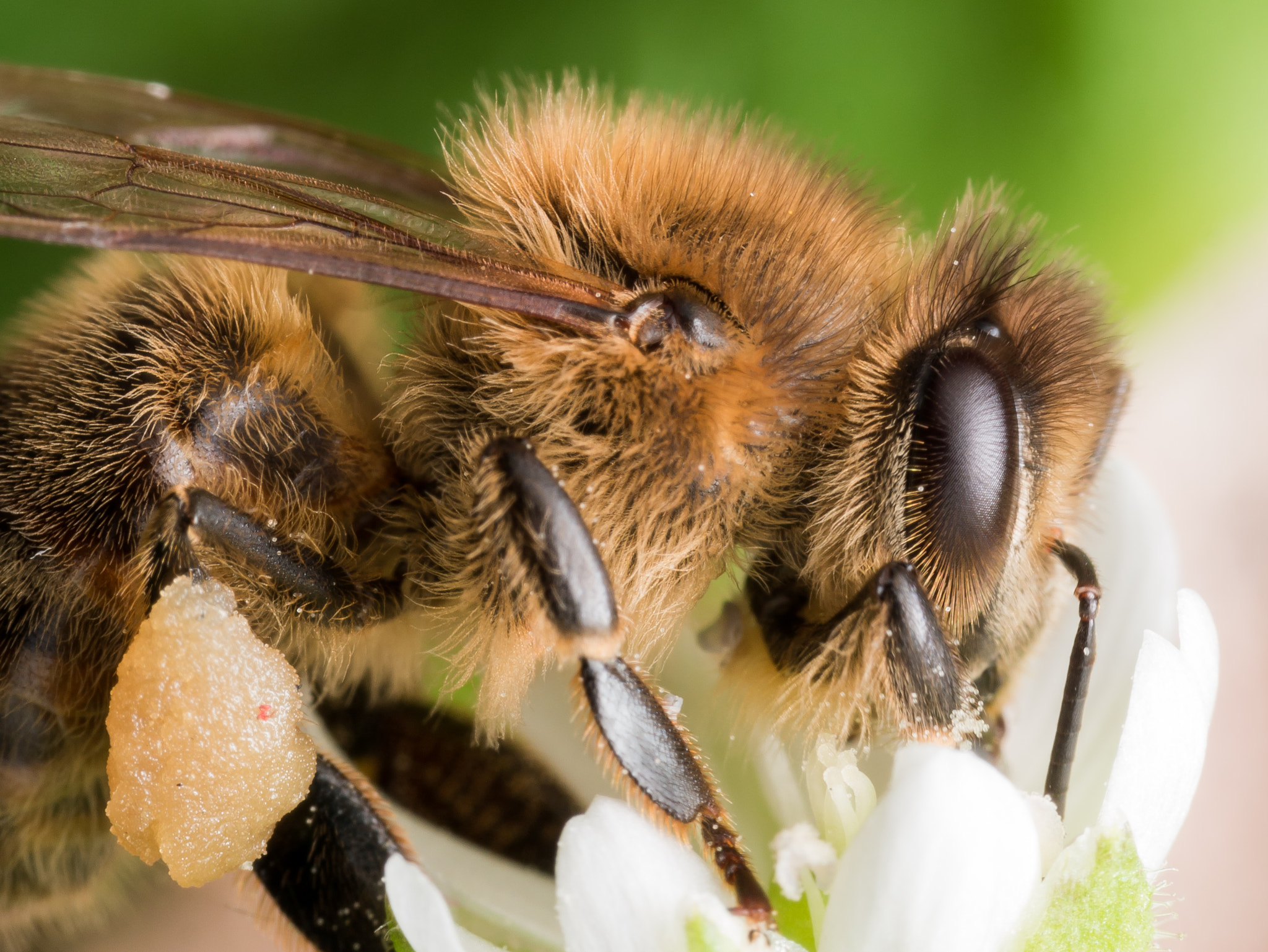 Olympus M.Zuiko Digital ED 60mm F2.8 Macro sample photo. Profile view of honey bee extracting pollen from white flower photography