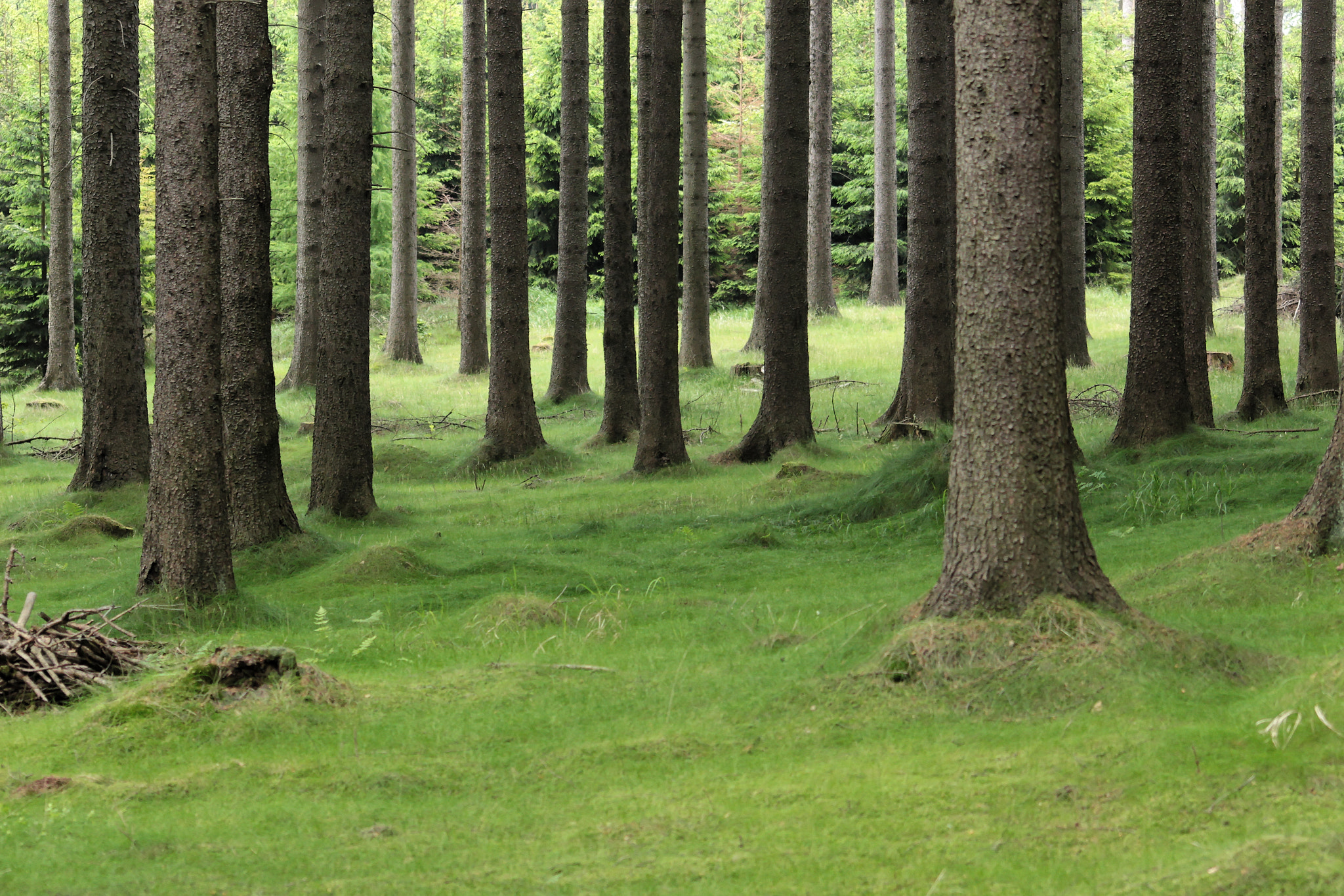 Sigma 70-300mm F4-5.6 APO DG Macro sample photo. Quiet forest photography