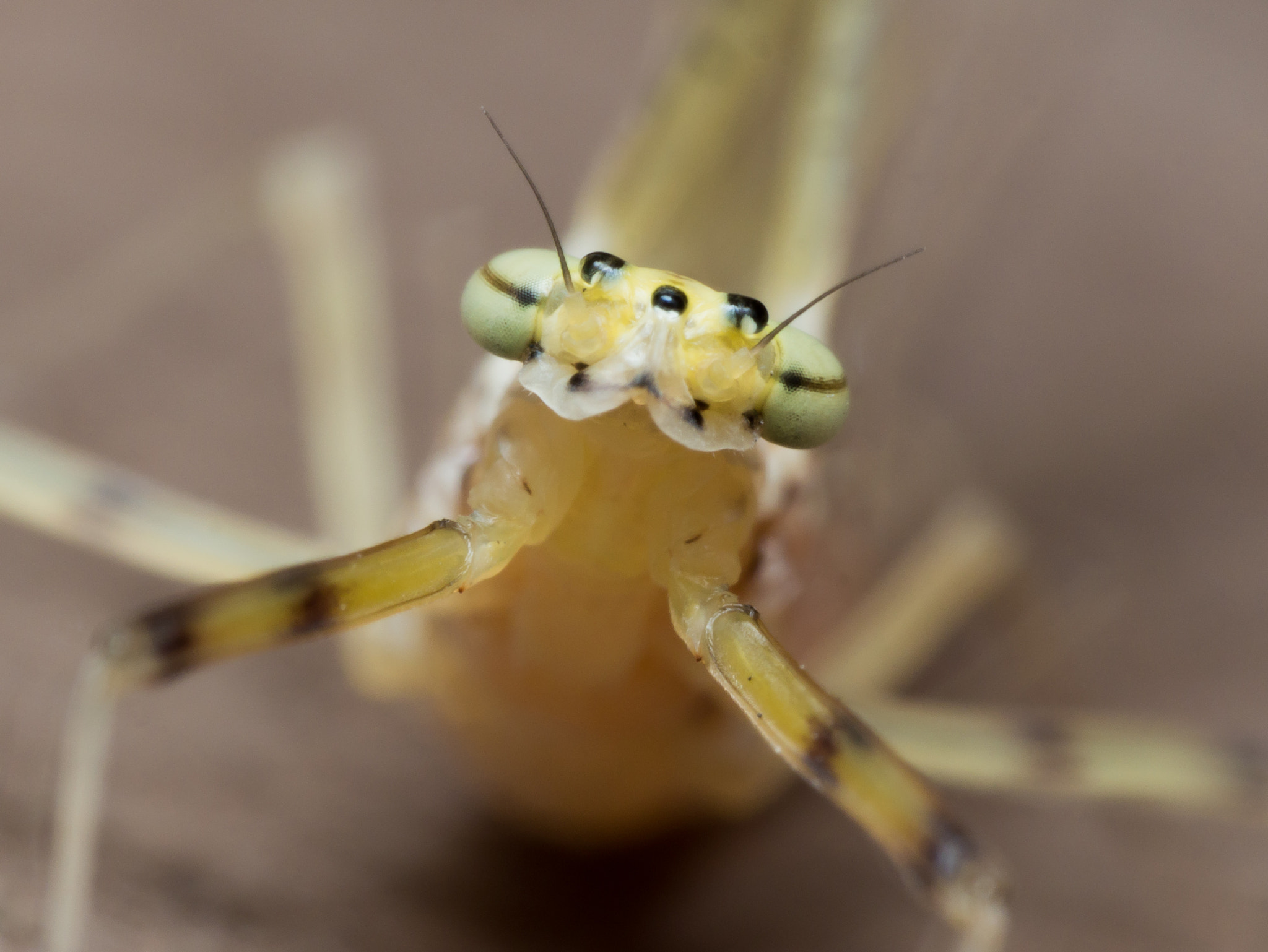 Olympus M.Zuiko Digital ED 60mm F2.8 Macro sample photo. Yellow mayfly with bright green eyes photography