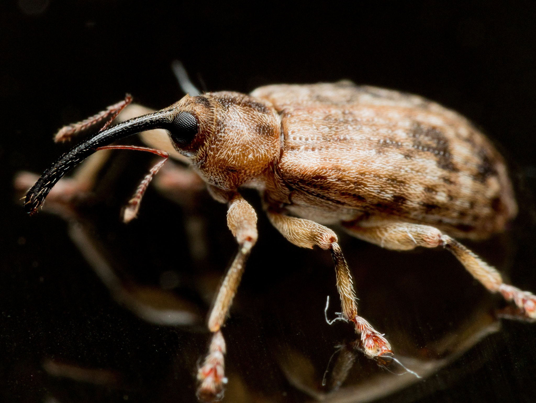 Olympus M.Zuiko Digital ED 60mm F2.8 Macro sample photo. Small brown acorn weevil with long snout on shiny black surface photography