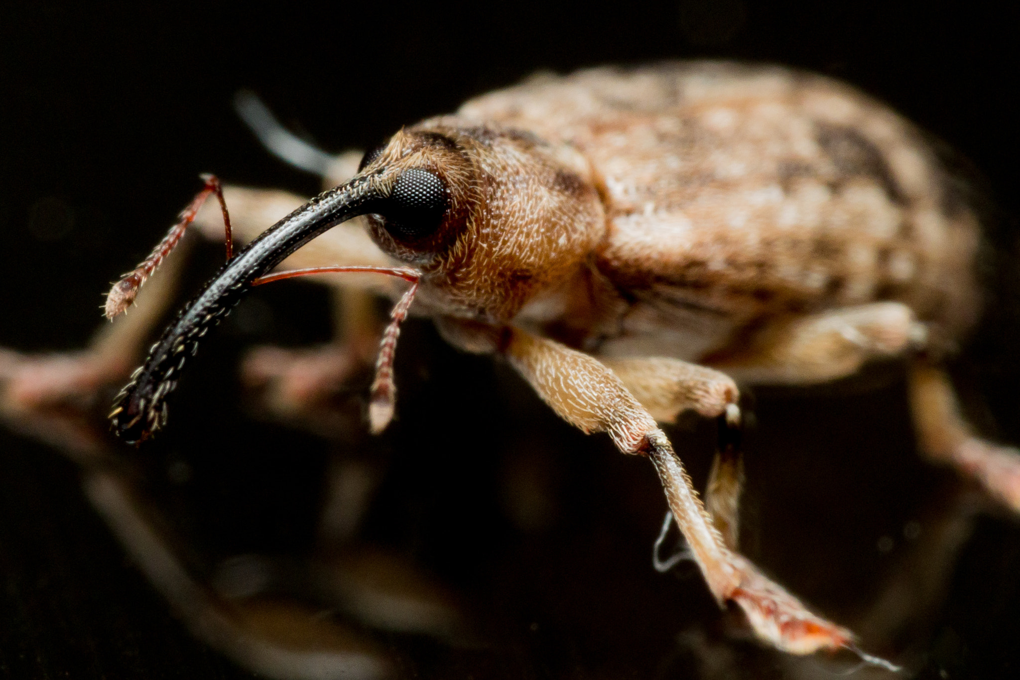Olympus M.Zuiko Digital ED 60mm F2.8 Macro sample photo. Small brown acorn weevil with long snout on shiny black surface photography
