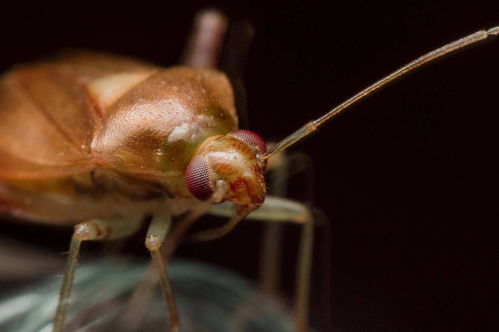 Olympus M.Zuiko Digital ED 60mm F2.8 Macro sample photo. Brown tarnished plant bug crawls on christmas light photography
