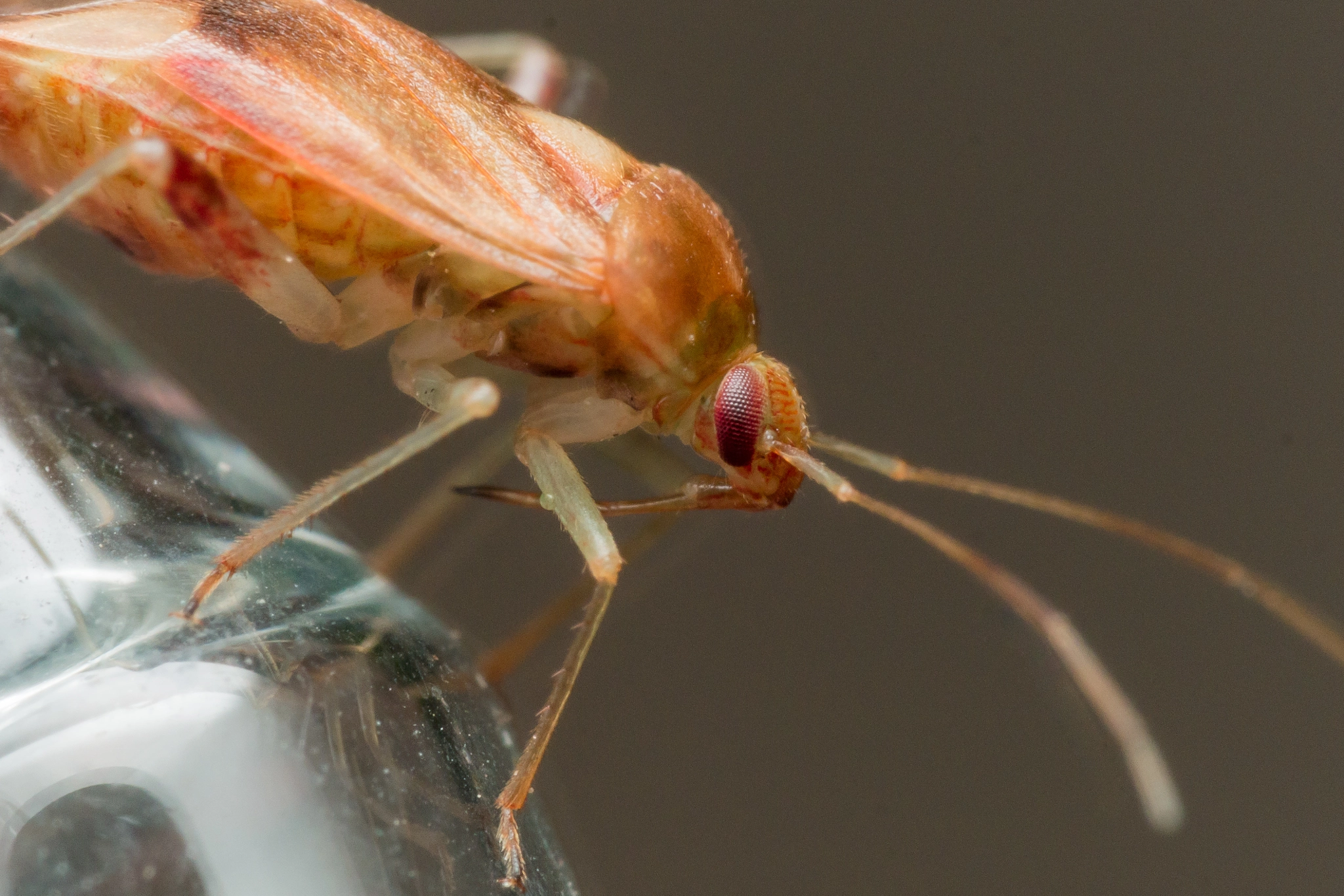 Olympus M.Zuiko Digital ED 60mm F2.8 Macro sample photo. Brown tarnished plant bug crawls on christmas light photography