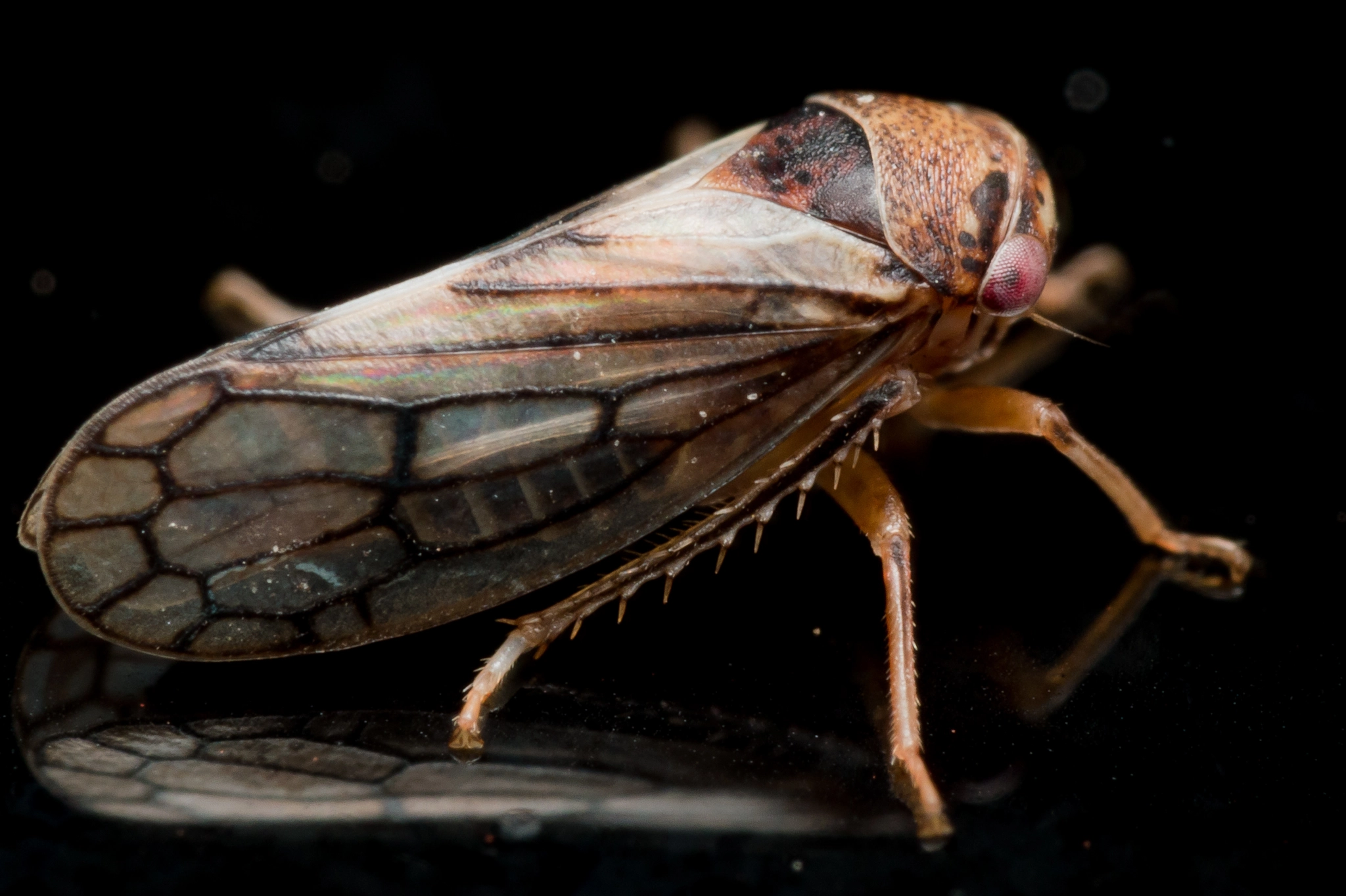 Olympus M.Zuiko Digital ED 60mm F2.8 Macro sample photo. Small brown red eyed leafhopper on shiny black surface photography