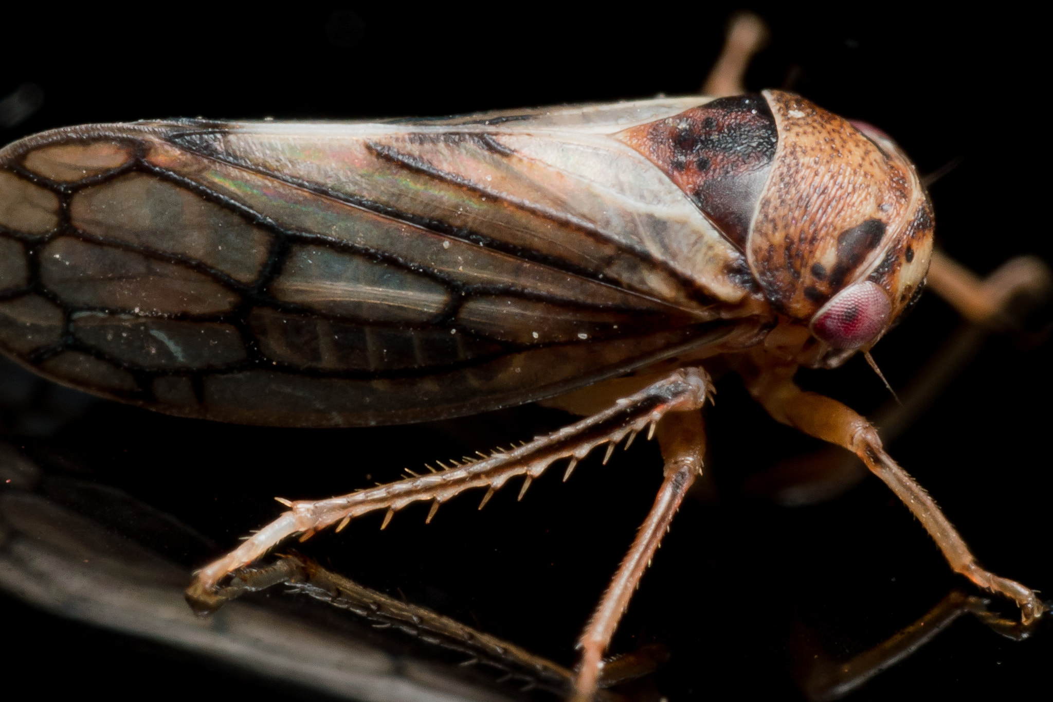 Olympus M.Zuiko Digital ED 60mm F2.8 Macro sample photo. Small brown red eyed leafhopper on shiny black surface photography