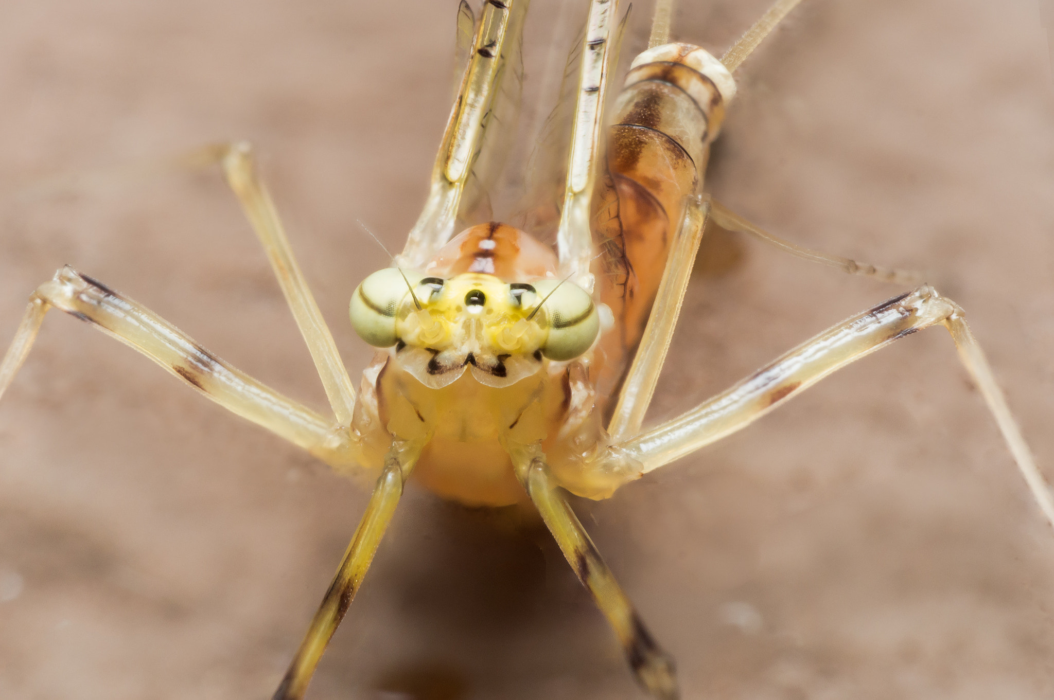 Olympus M.Zuiko Digital ED 60mm F2.8 Macro sample photo. Yellow mayfly with bright green eyes photography