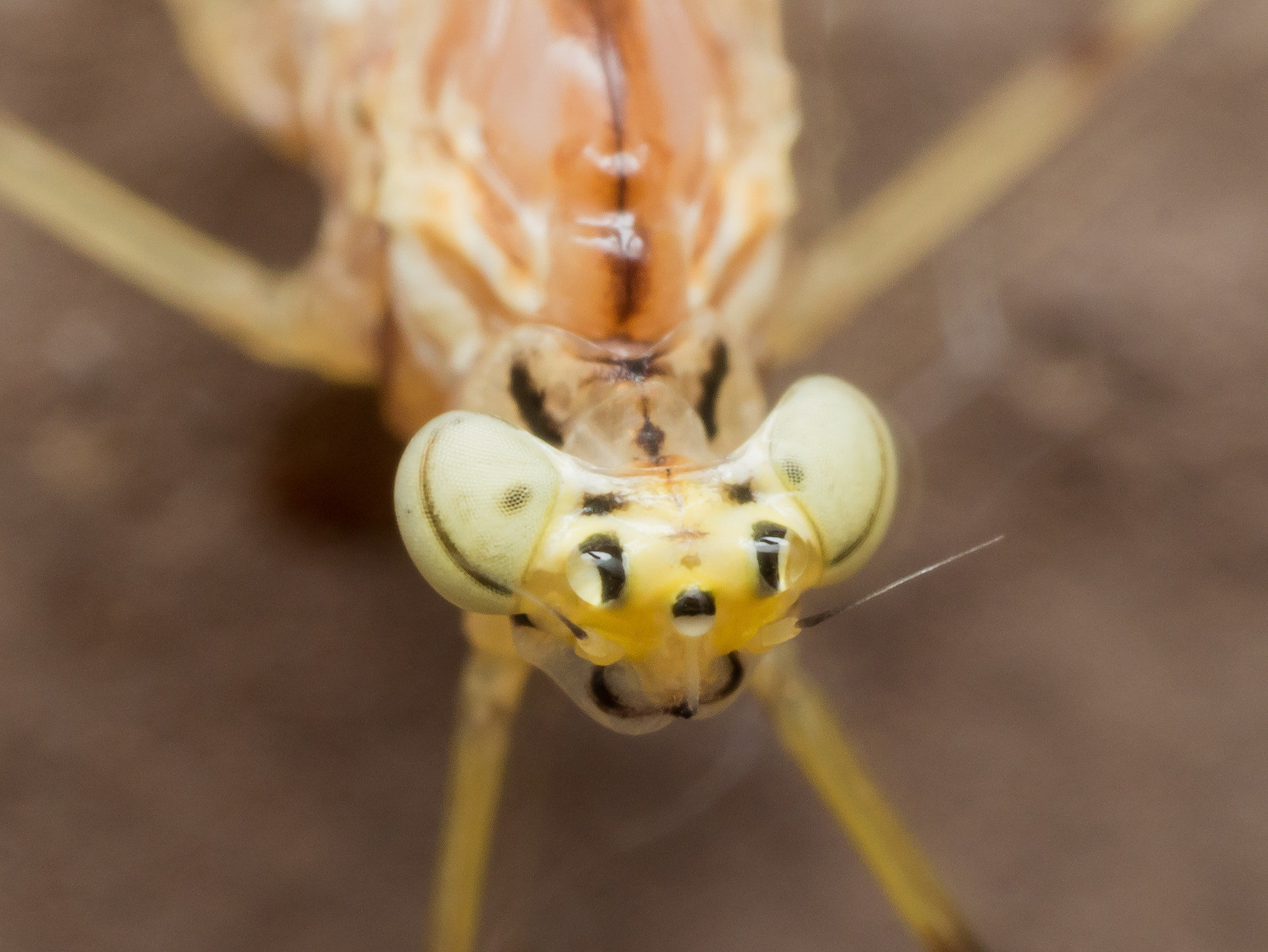 Olympus M.Zuiko Digital ED 60mm F2.8 Macro sample photo. Yellow mayfly with bright green eyes photography