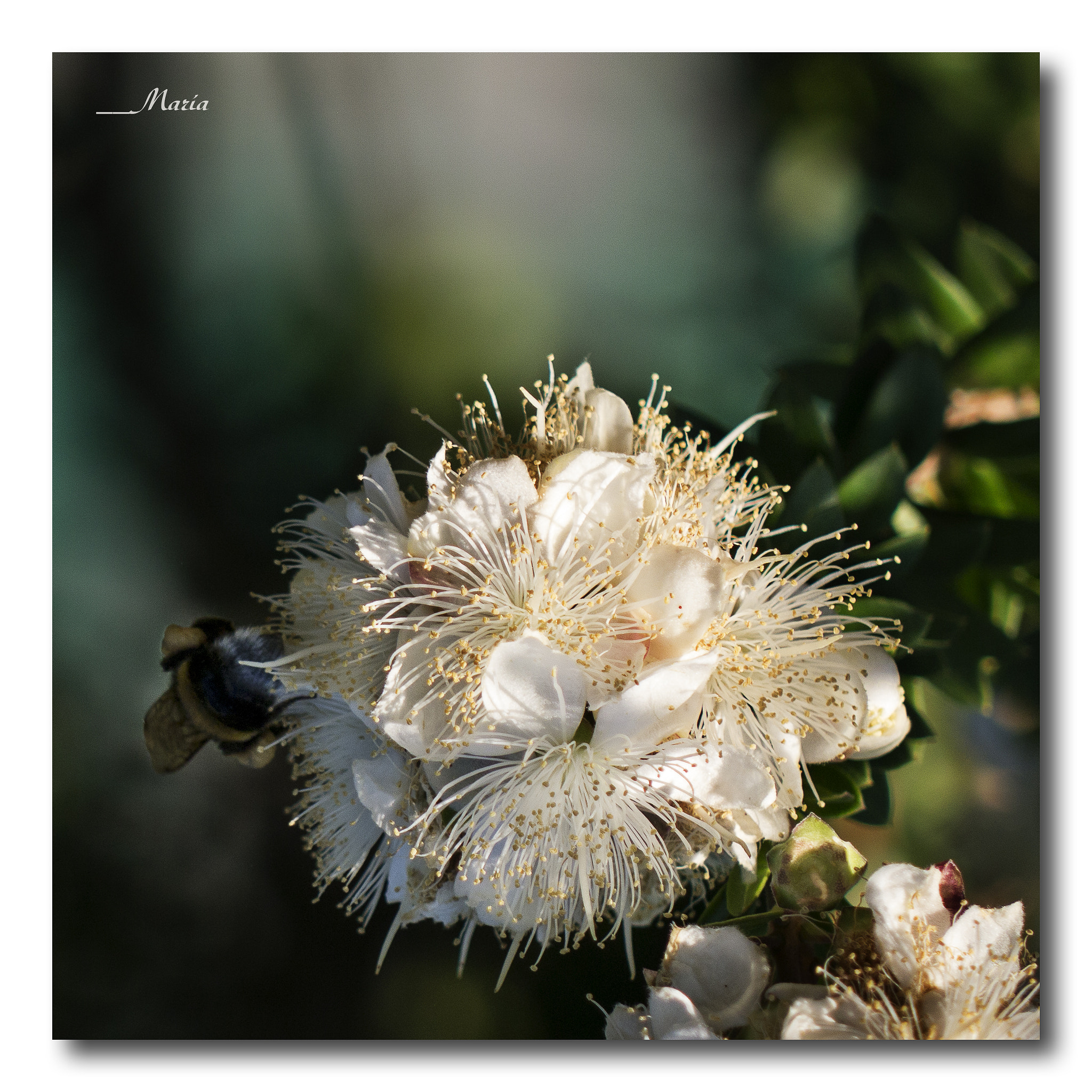 Panasonic Lumix G Vario 45-200mm F4-5.6 OIS sample photo. White flower photography