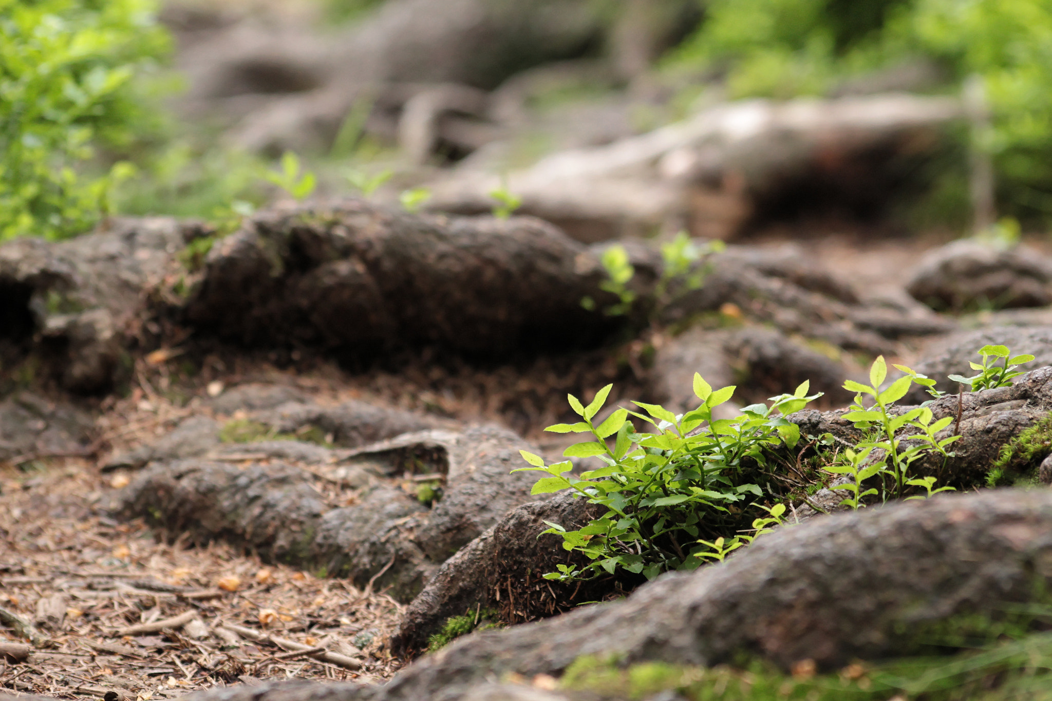 Sigma 70-300mm F4-5.6 APO DG Macro sample photo. Old forest photography