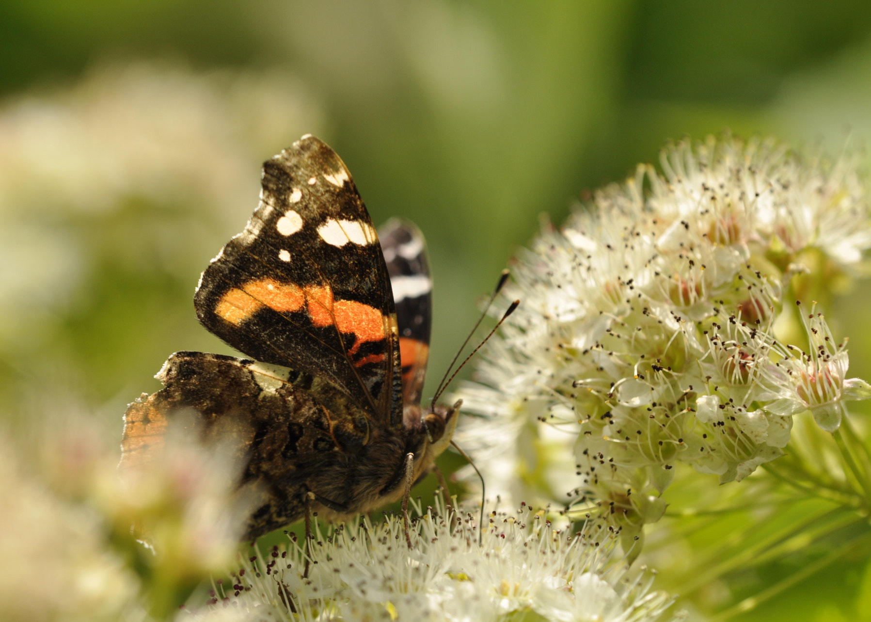 Sigma 150mm F2.8 EX DG Macro HSM sample photo. Atalanta photography