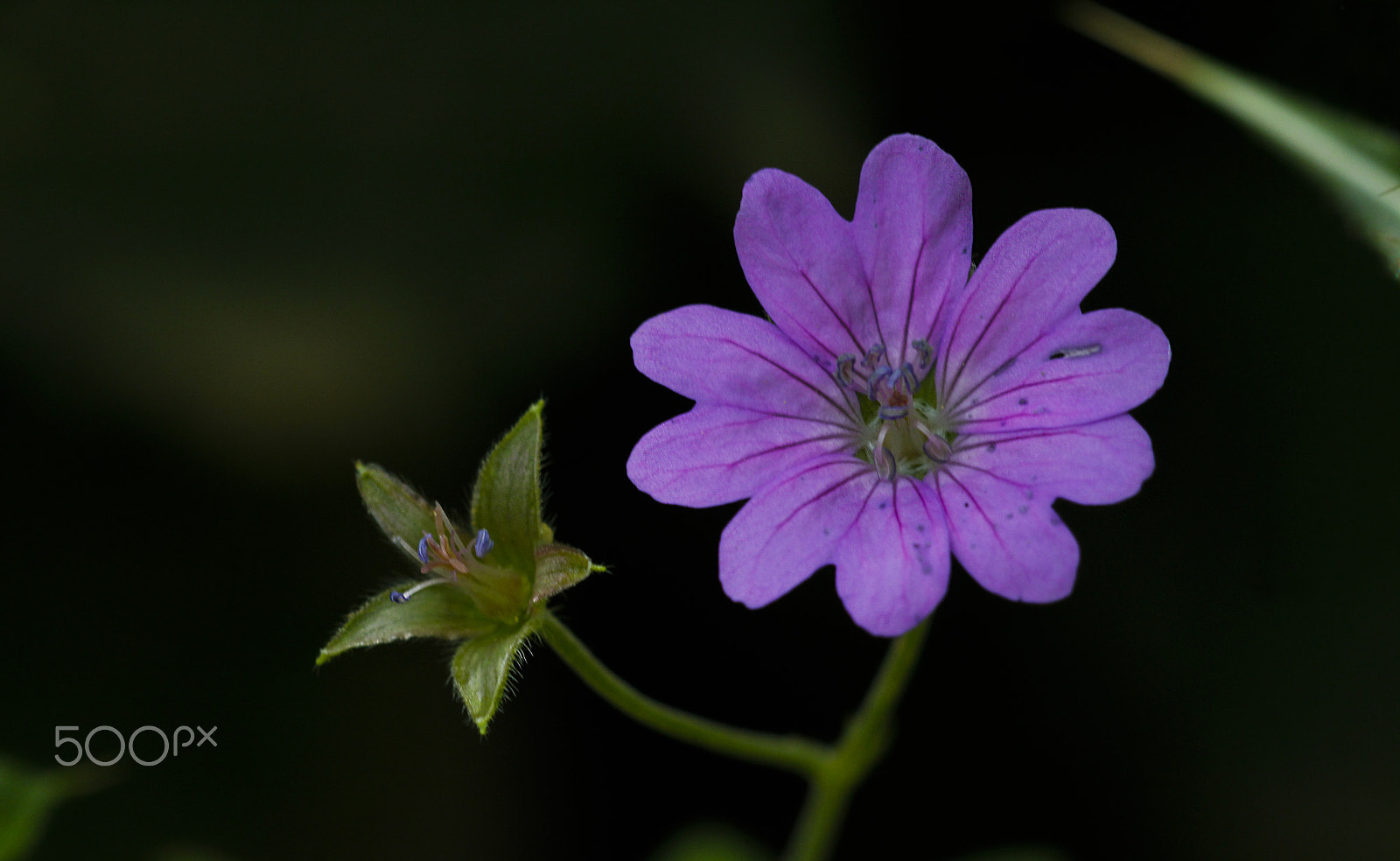 Canon EOS 700D (EOS Rebel T5i / EOS Kiss X7i) + Canon EF 100mm F2.8 Macro USM sample photo. Purpel photography